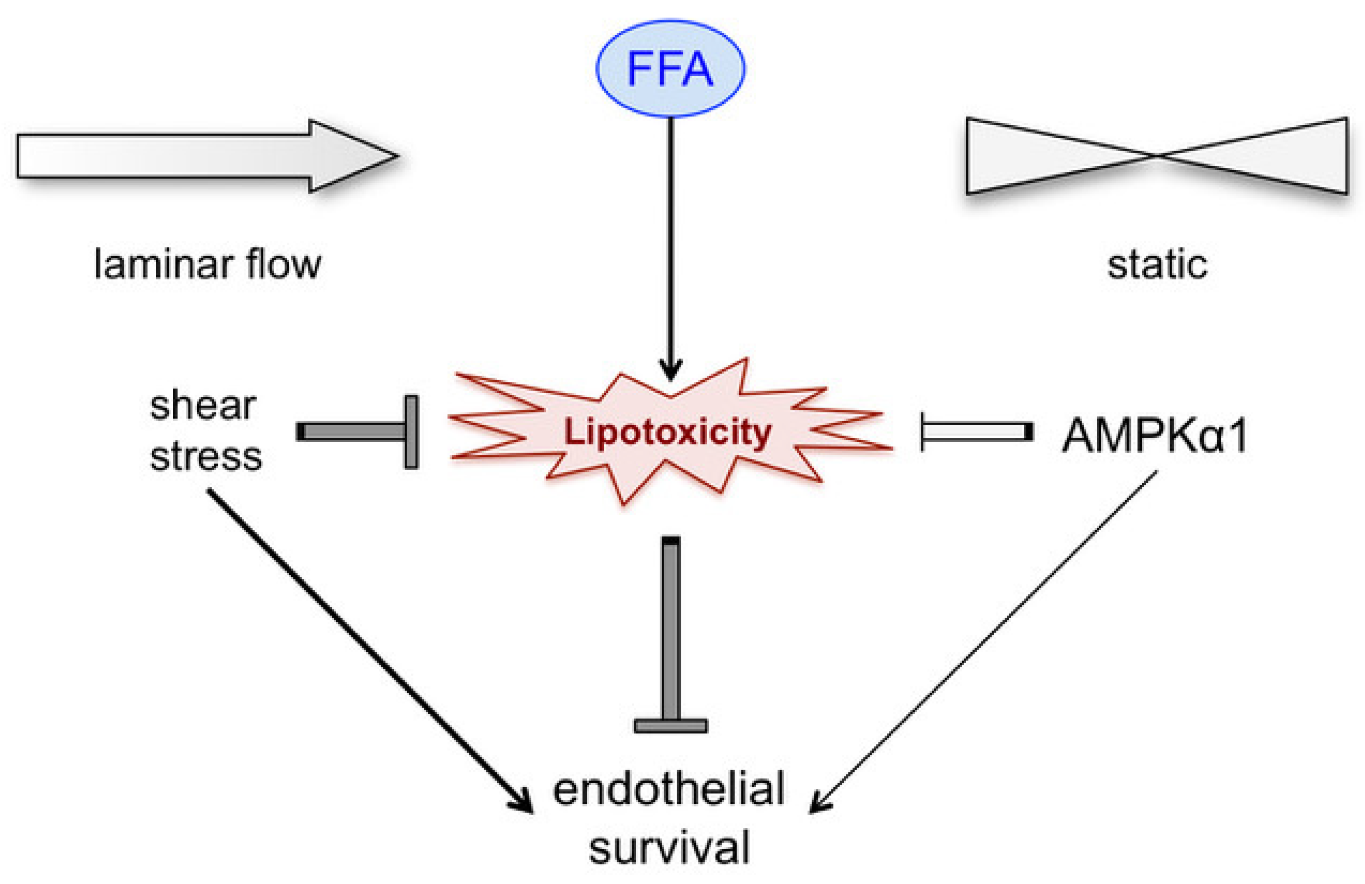 Biomedicines 12 00339 g005