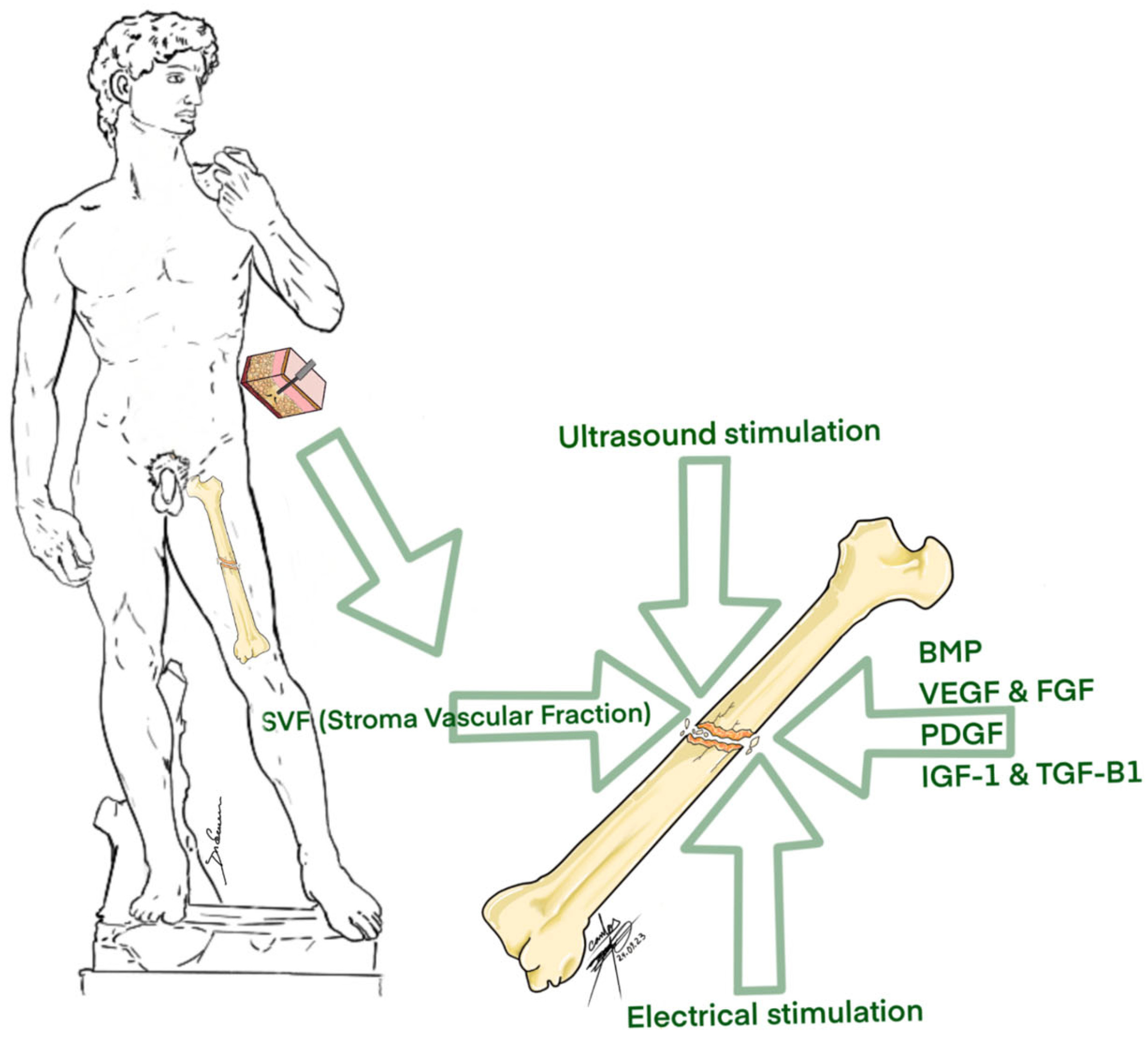 Biomedicines 12 00342 g003