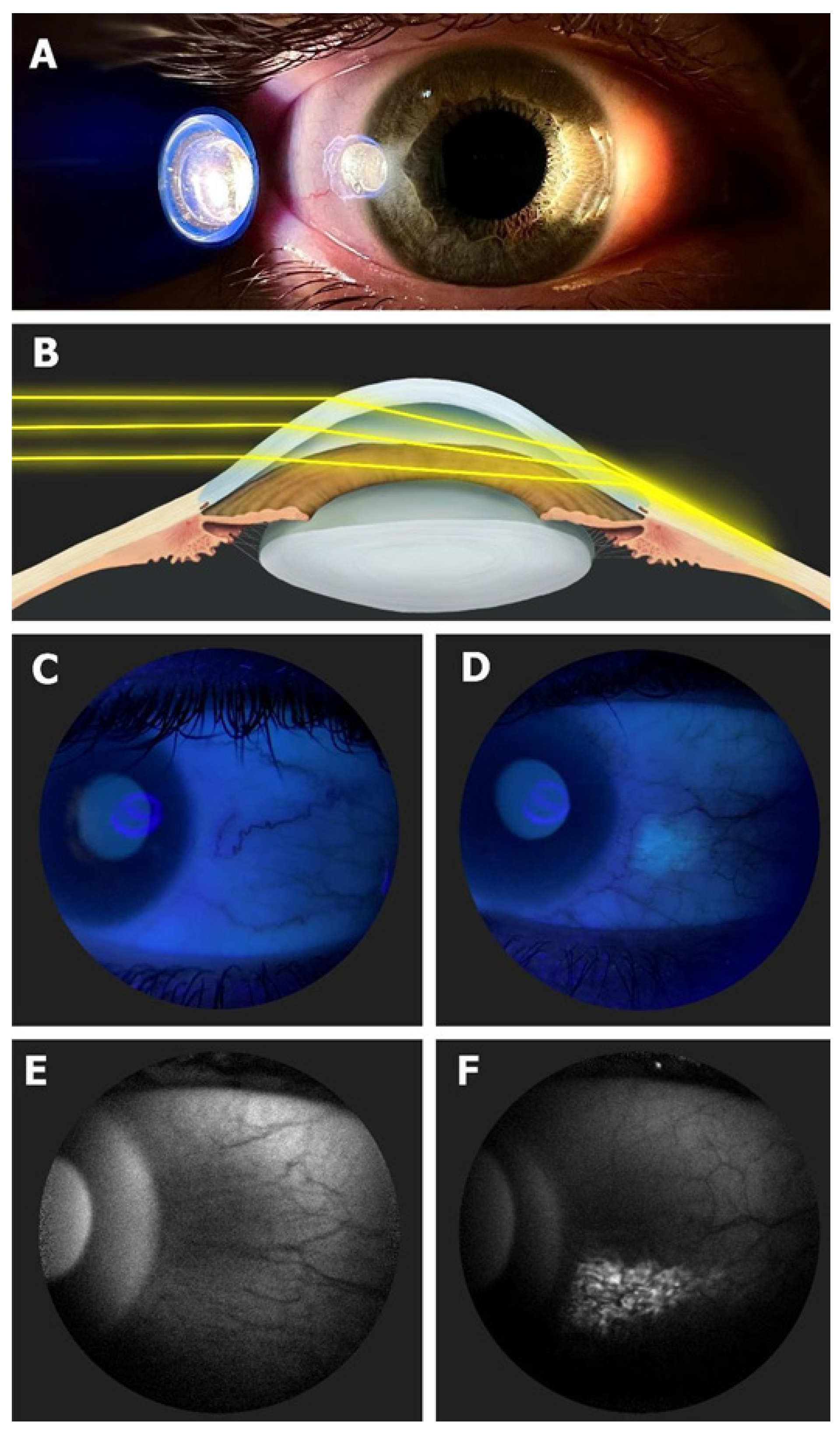 Biomedicines 12 00347 g001