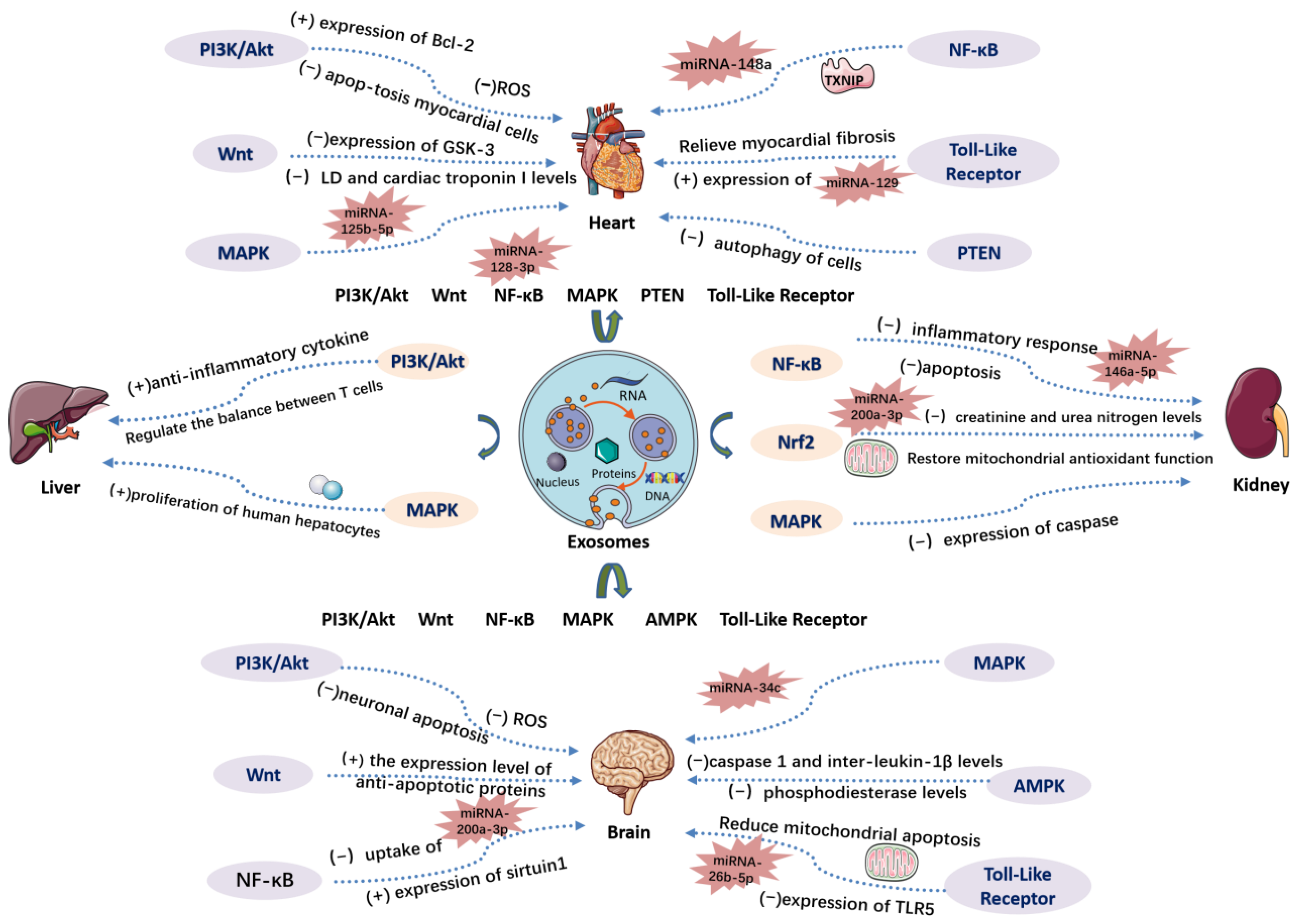 Biomedicines 12 00353 g004