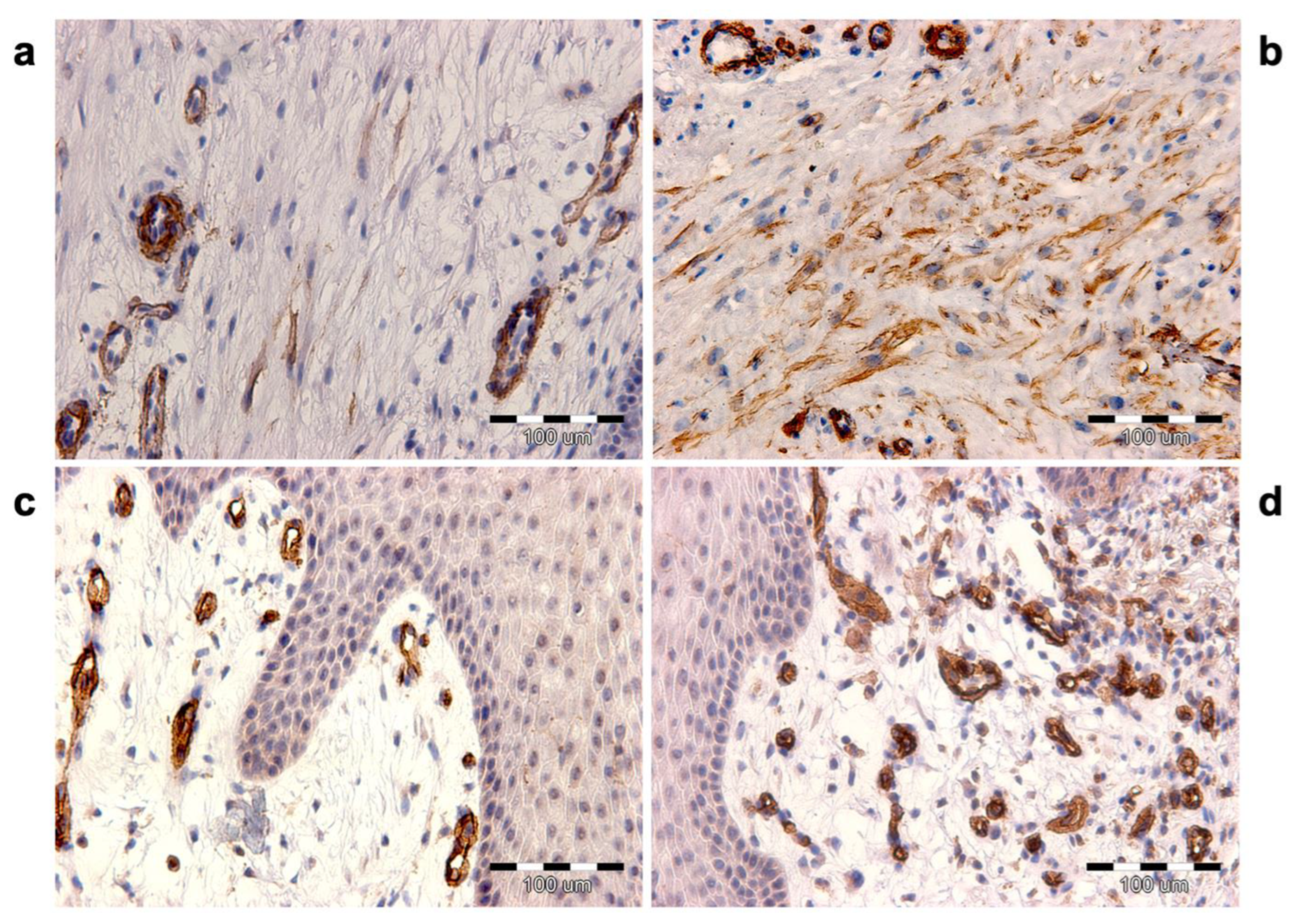Biomedicines 12 00359 g002 Biomedicines 12 00359 g002