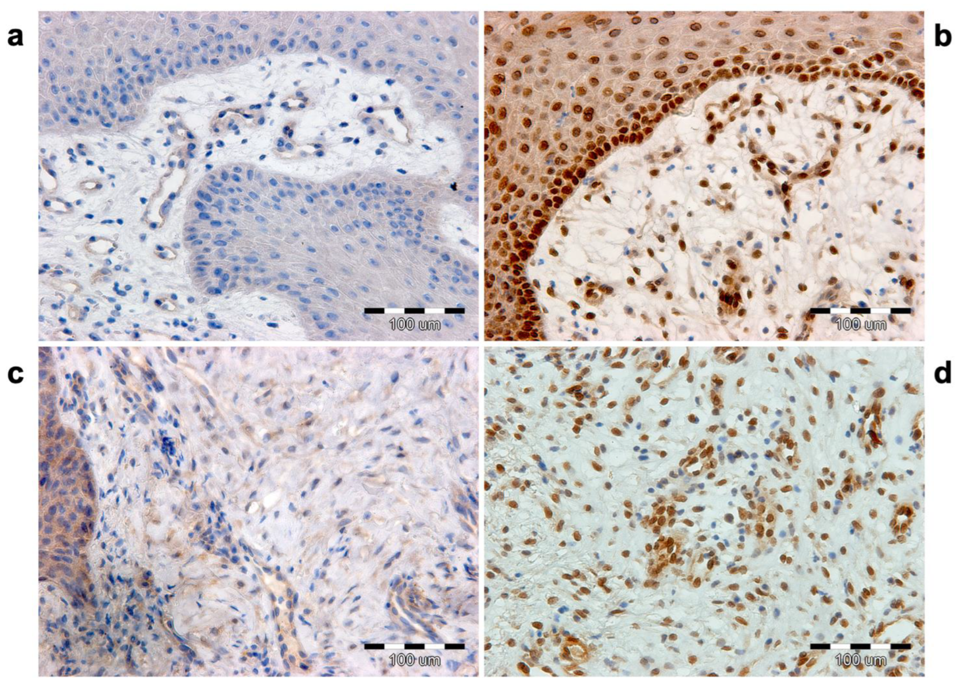 Biomedicines 12 00359 g006 Biomedicines 12 00359 g006