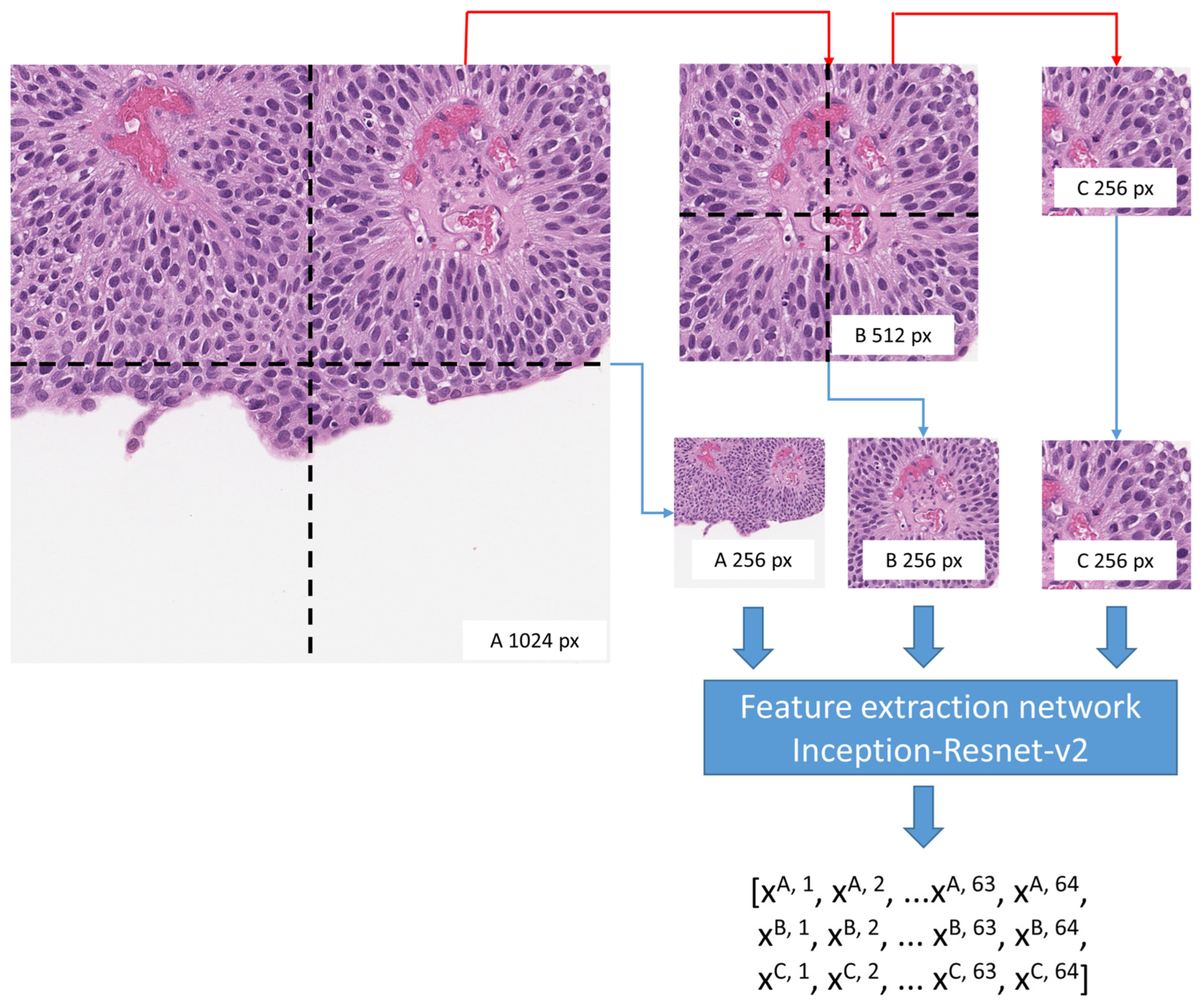 Biomedicines 12 00360 g002