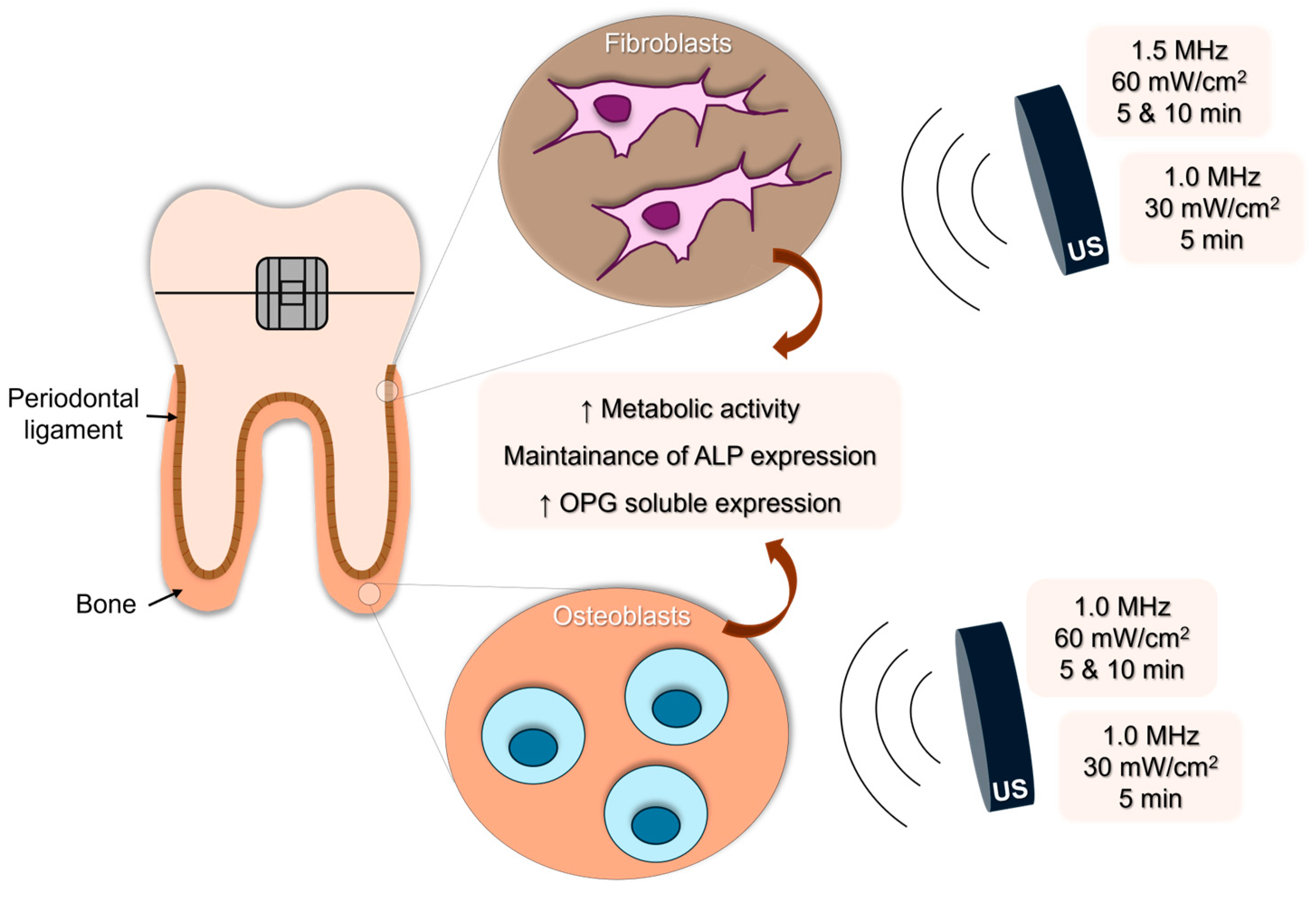 Biomedicines 12 00361 g005 Biomedicines 12 00361 g005