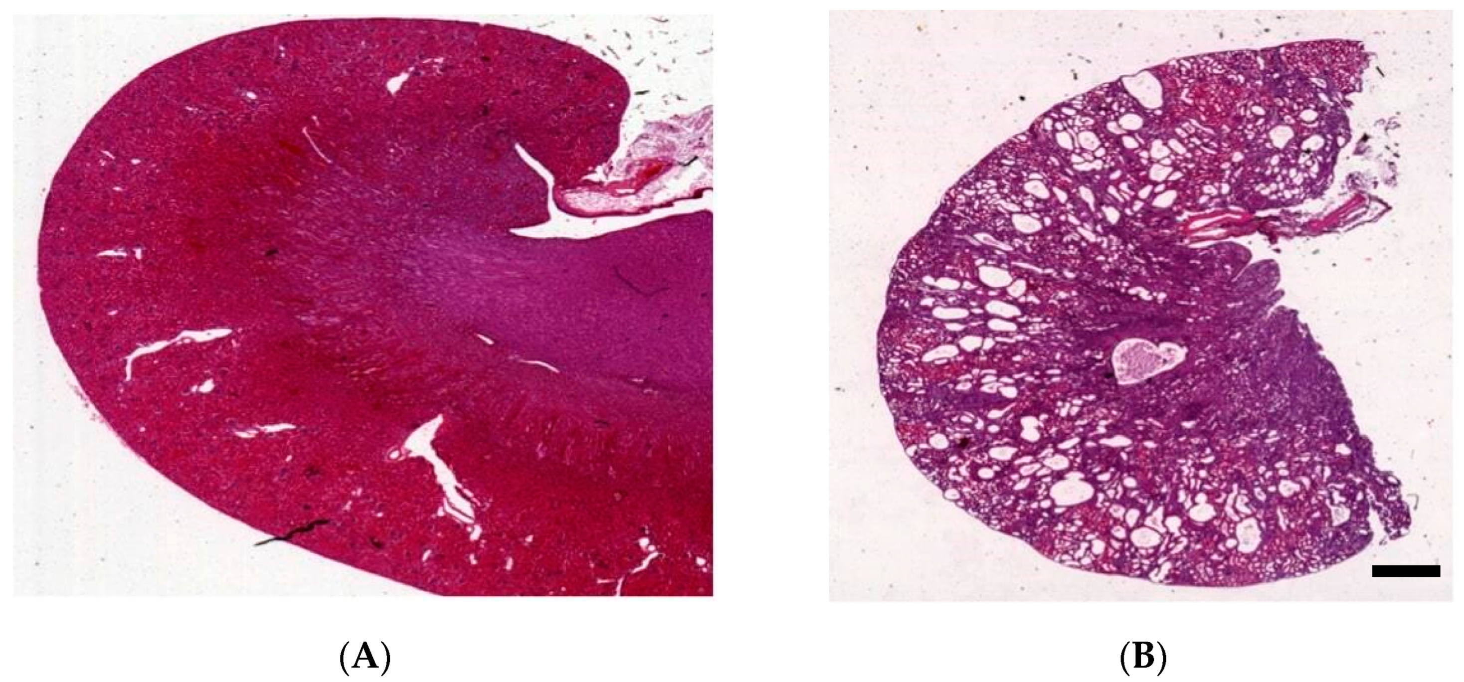 Biomedicines 12 00362 g001 Biomedicines 12 00362 g001
