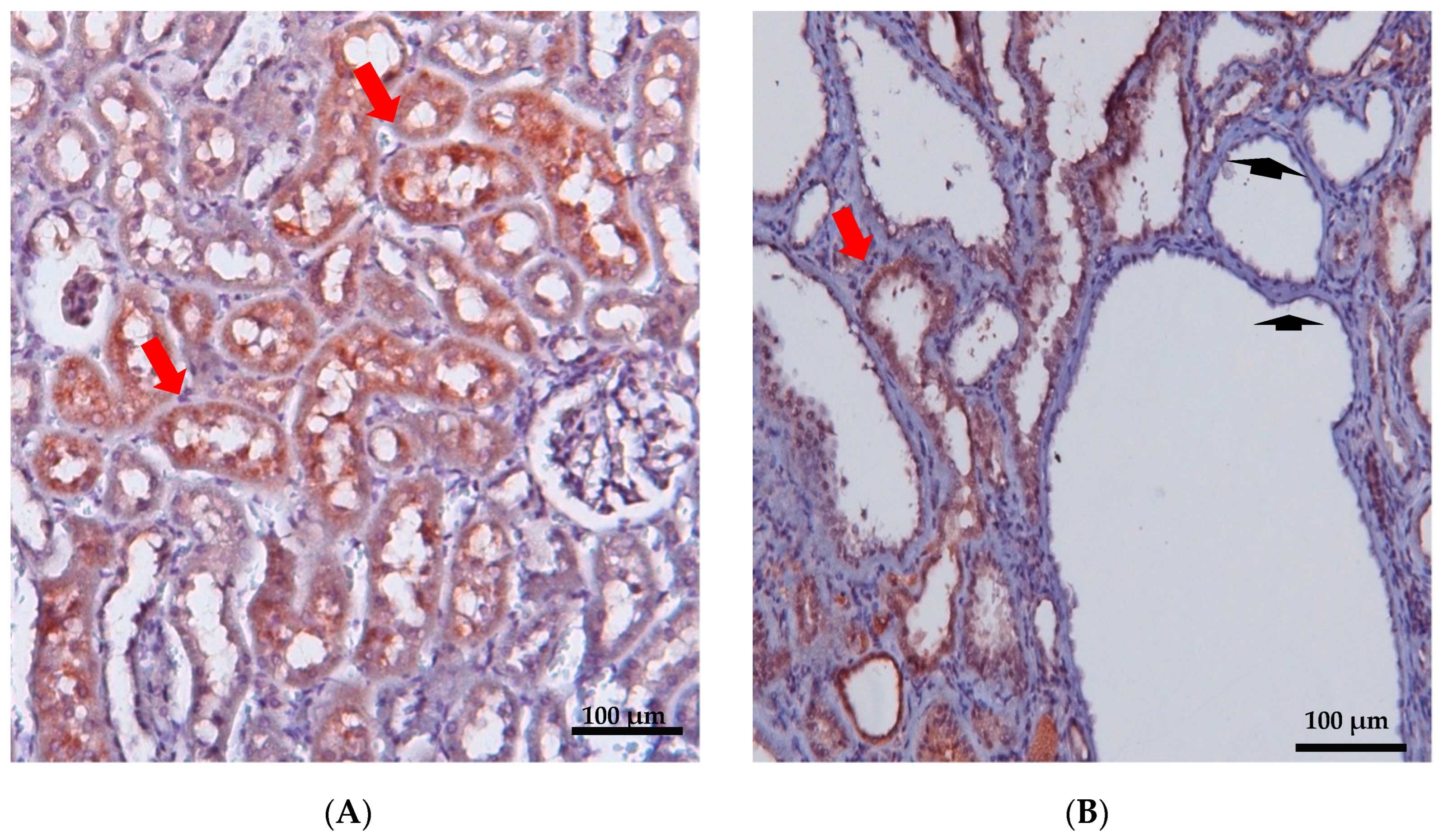 Biomedicines 12 00362 g002 Biomedicines 12 00362 g002