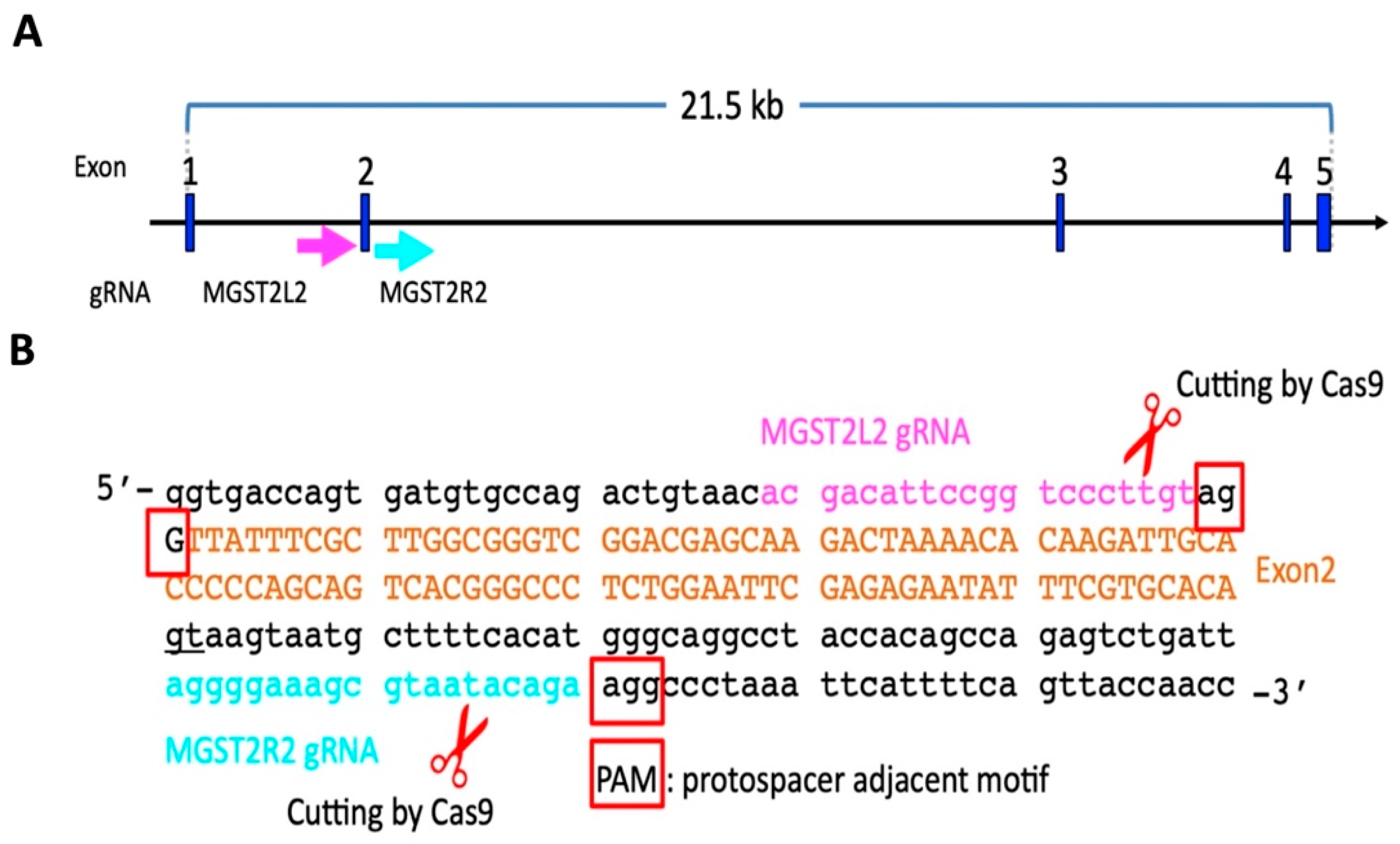 Biomedicines 12 00370 g002