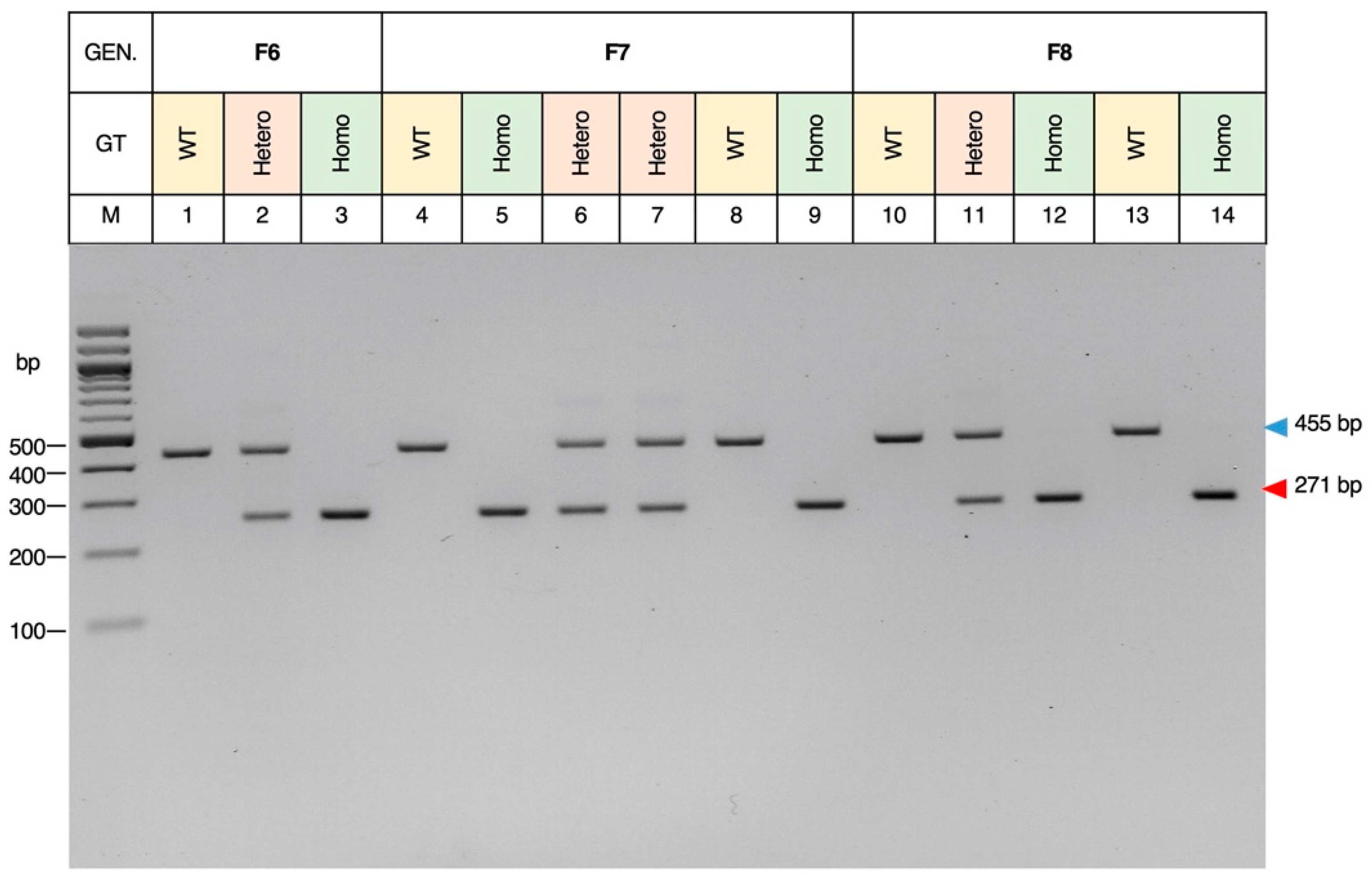 Biomedicines 12 00370 g004