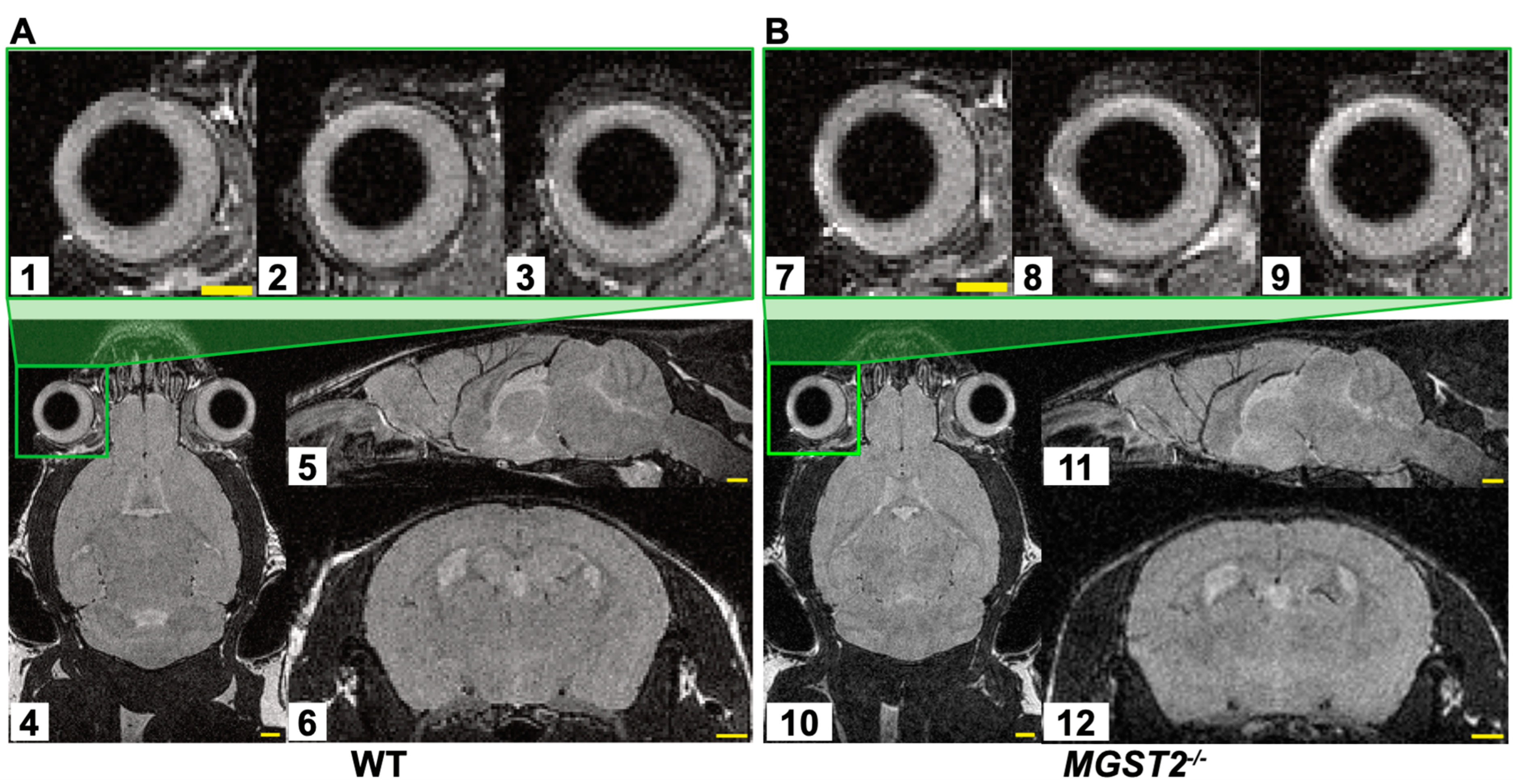 Biomedicines 12 00370 g005