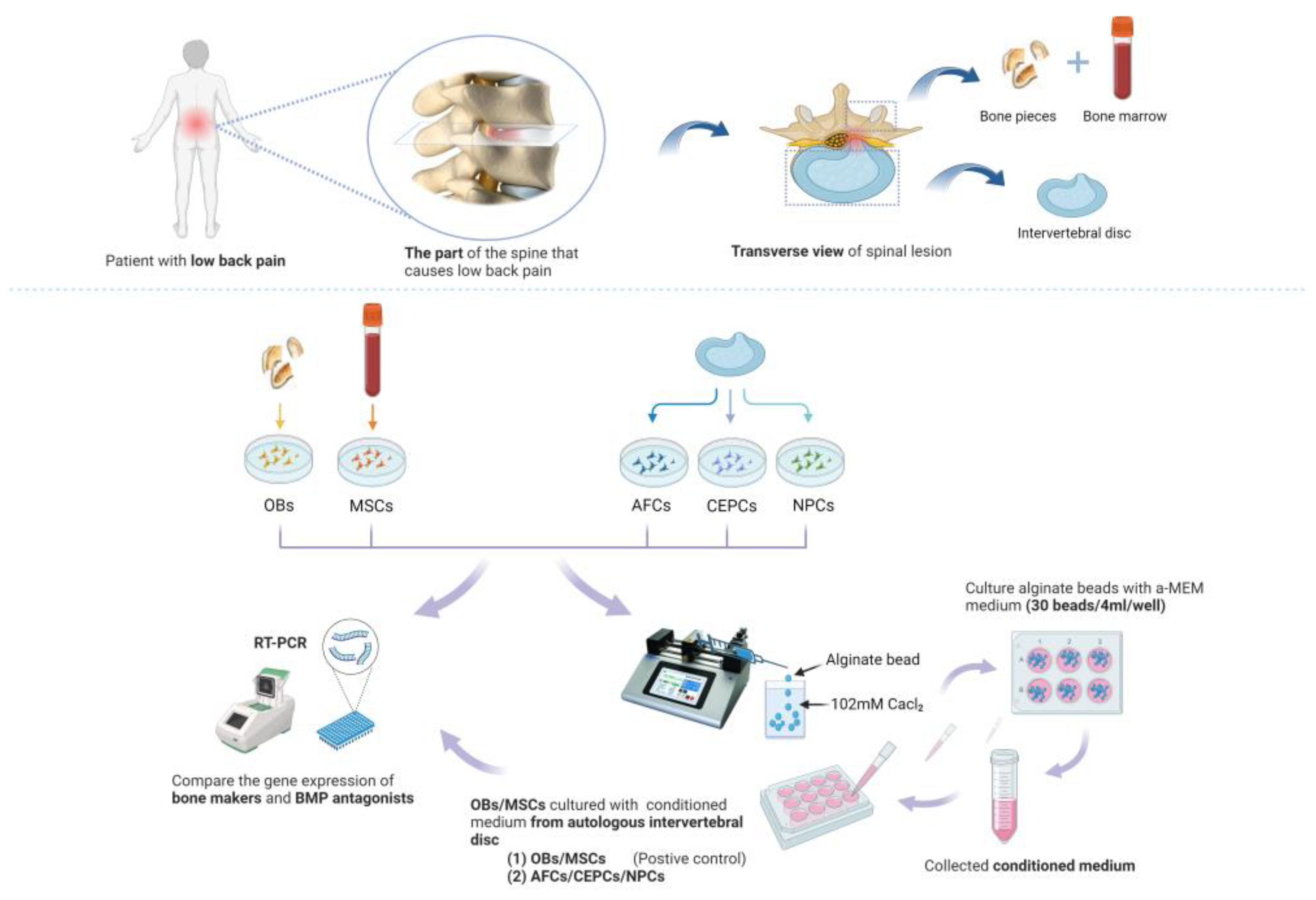 Biomedicines 12 00376 g001