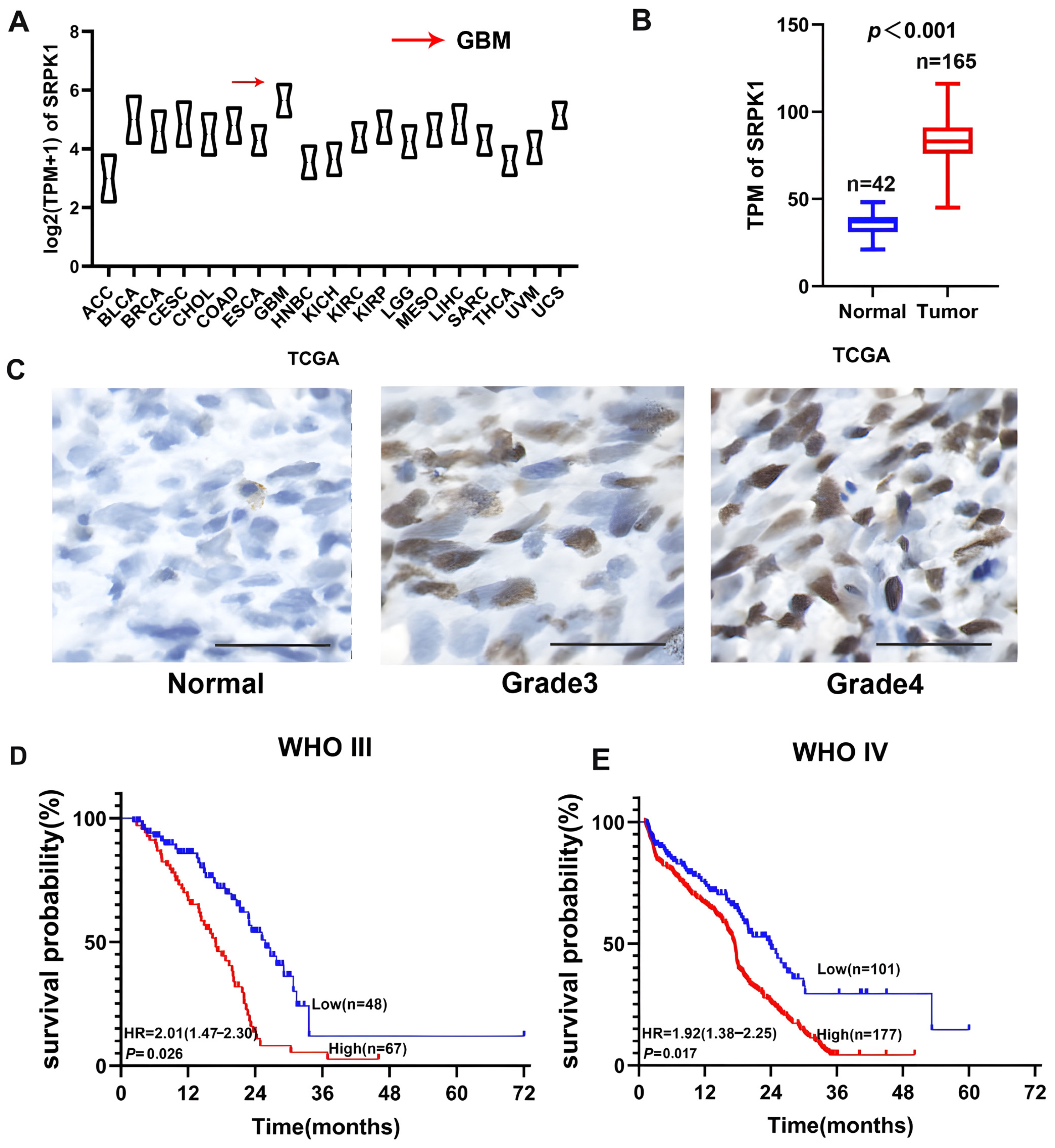 Biomedicines 12 00378 g001