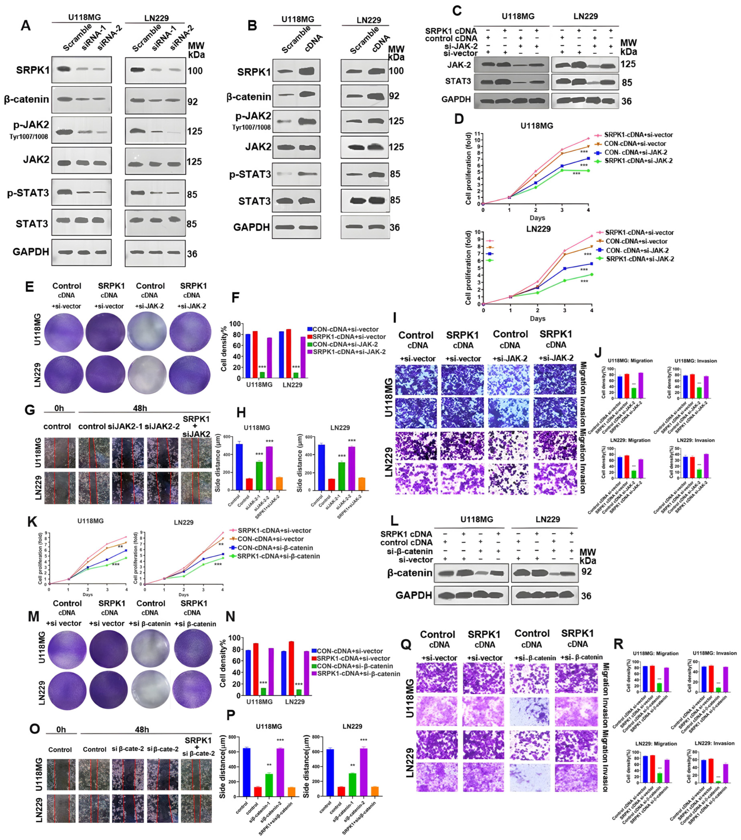 Biomedicines 12 00378 g005