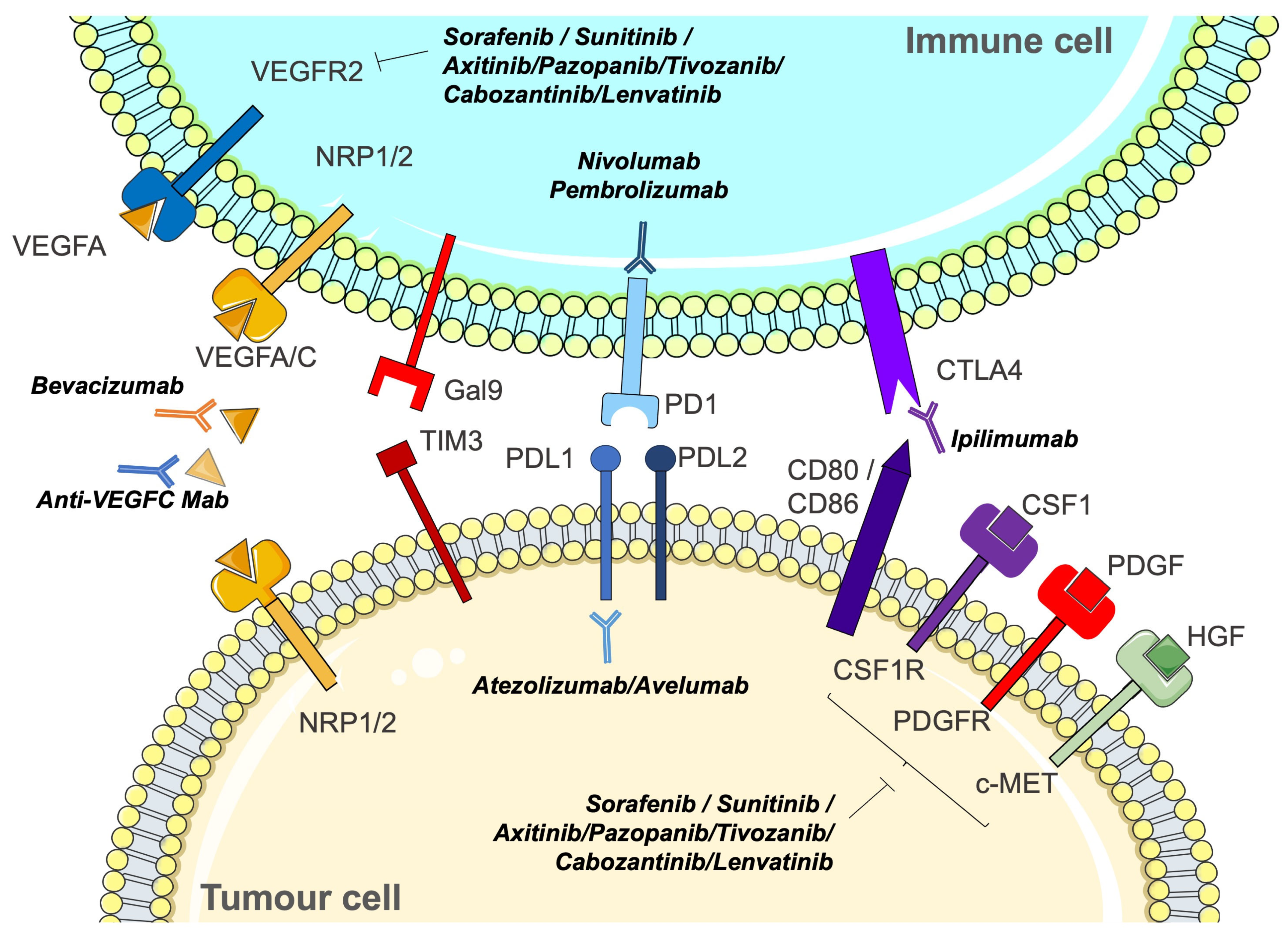 Biomedicines 12 00385 g003 Biomedicines 12 00385 g003