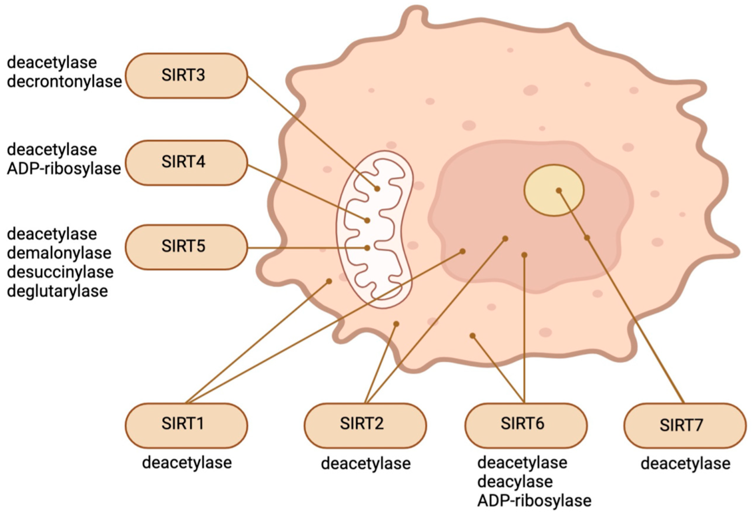 Biomedicines 12 00386 g001