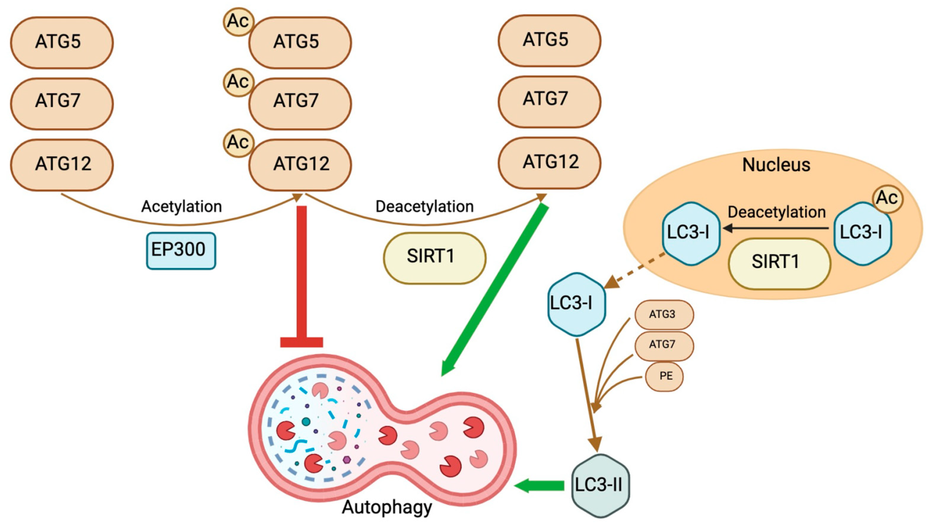 Biomedicines 12 00386 g004