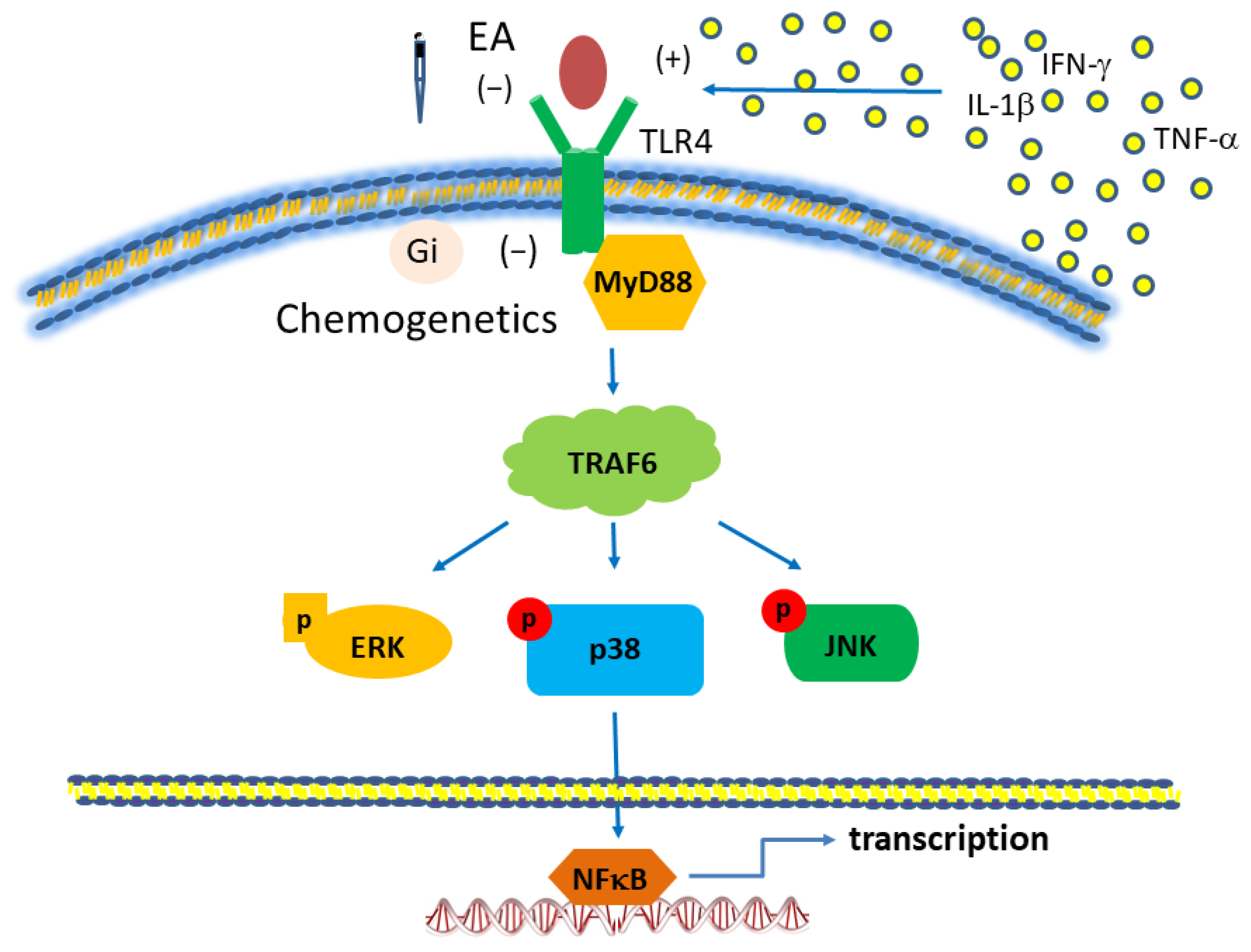 Biomedicines 12 00387 g007