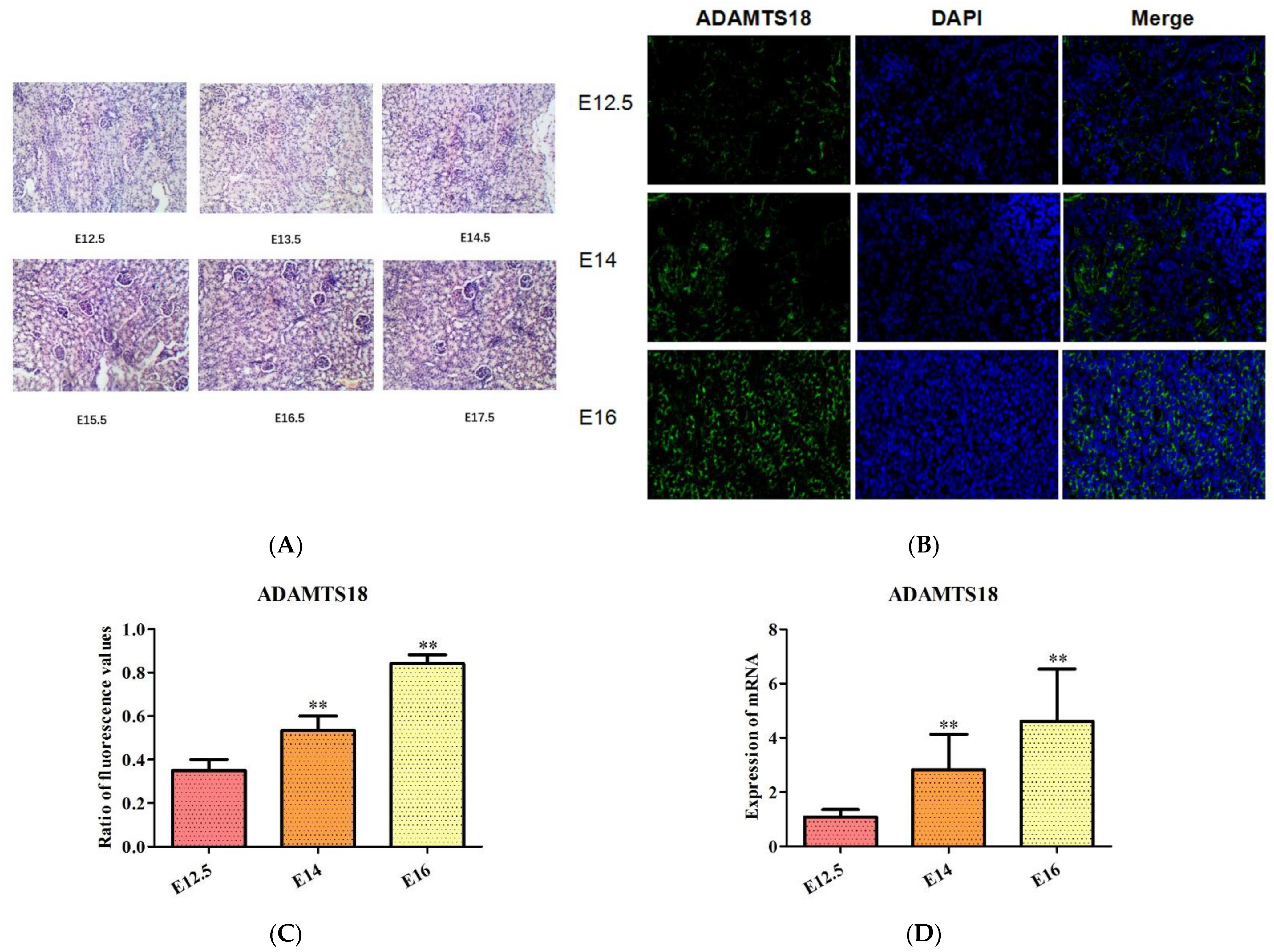 Biomedicines 12 00396 g001 Biomedicines 12 00396 g001
