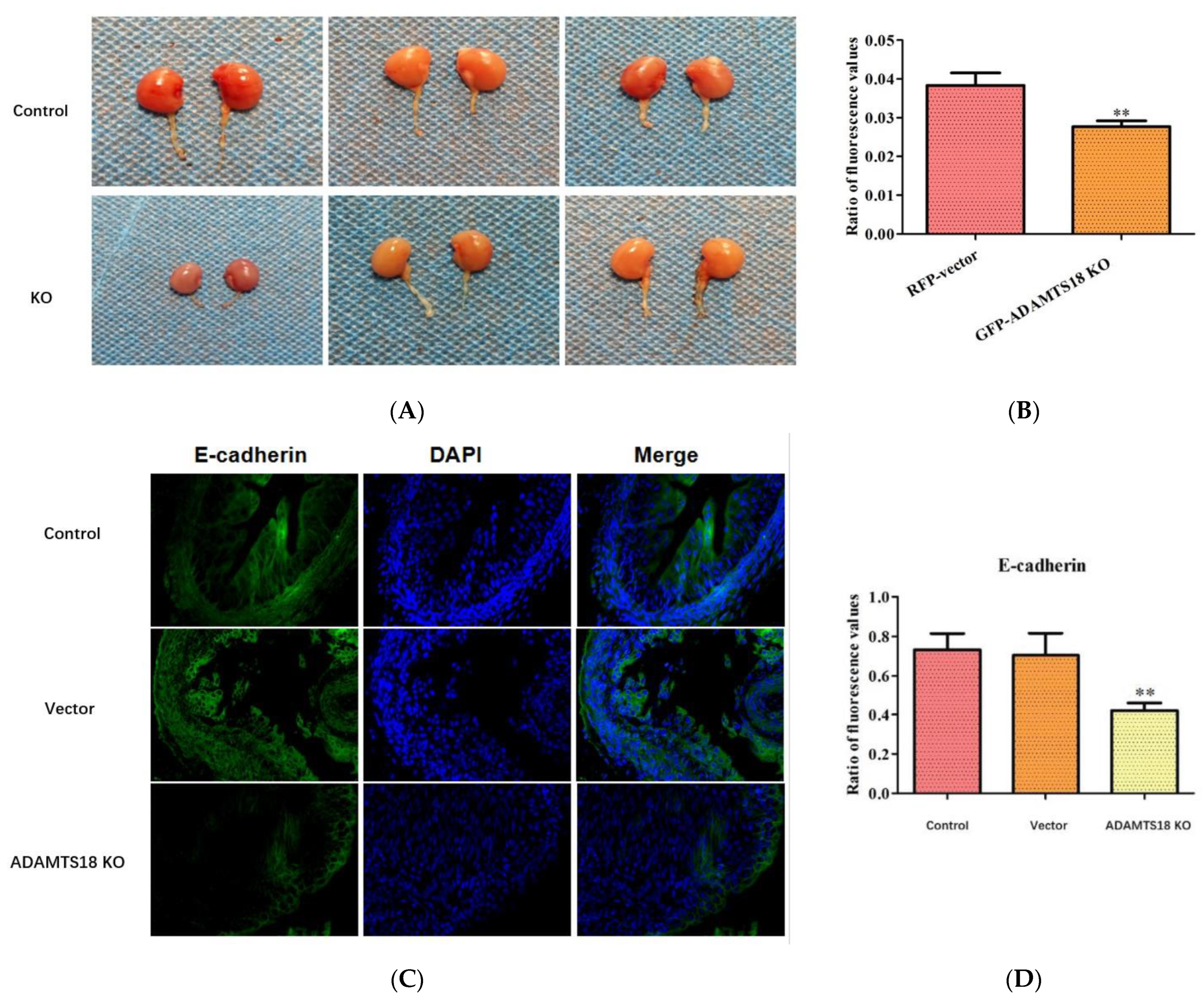 Biomedicines 12 00396 g002 Biomedicines 12 00396 g002