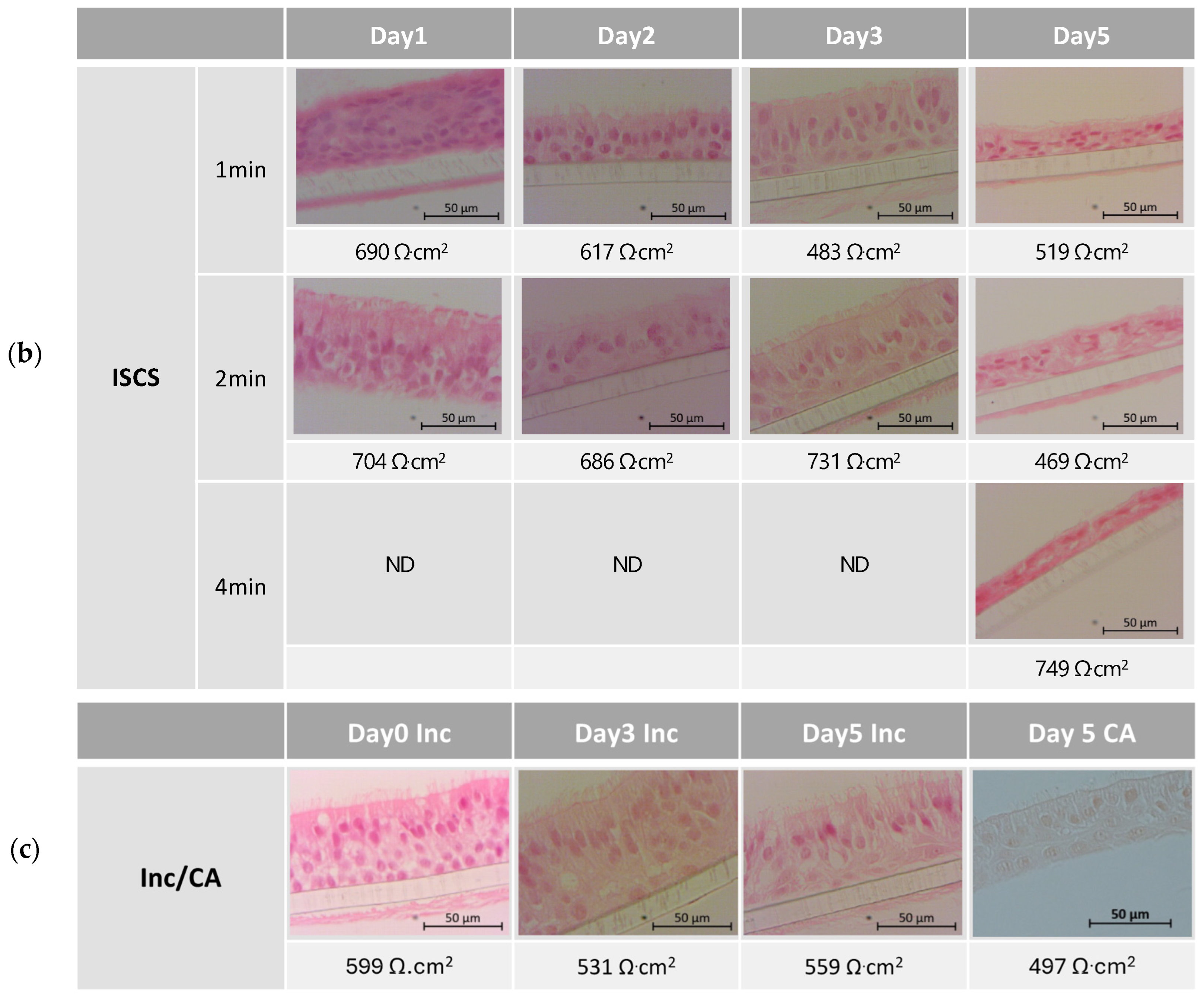 Biomedicines 12 00408 g003b Biomedicines 12 00408 g003b