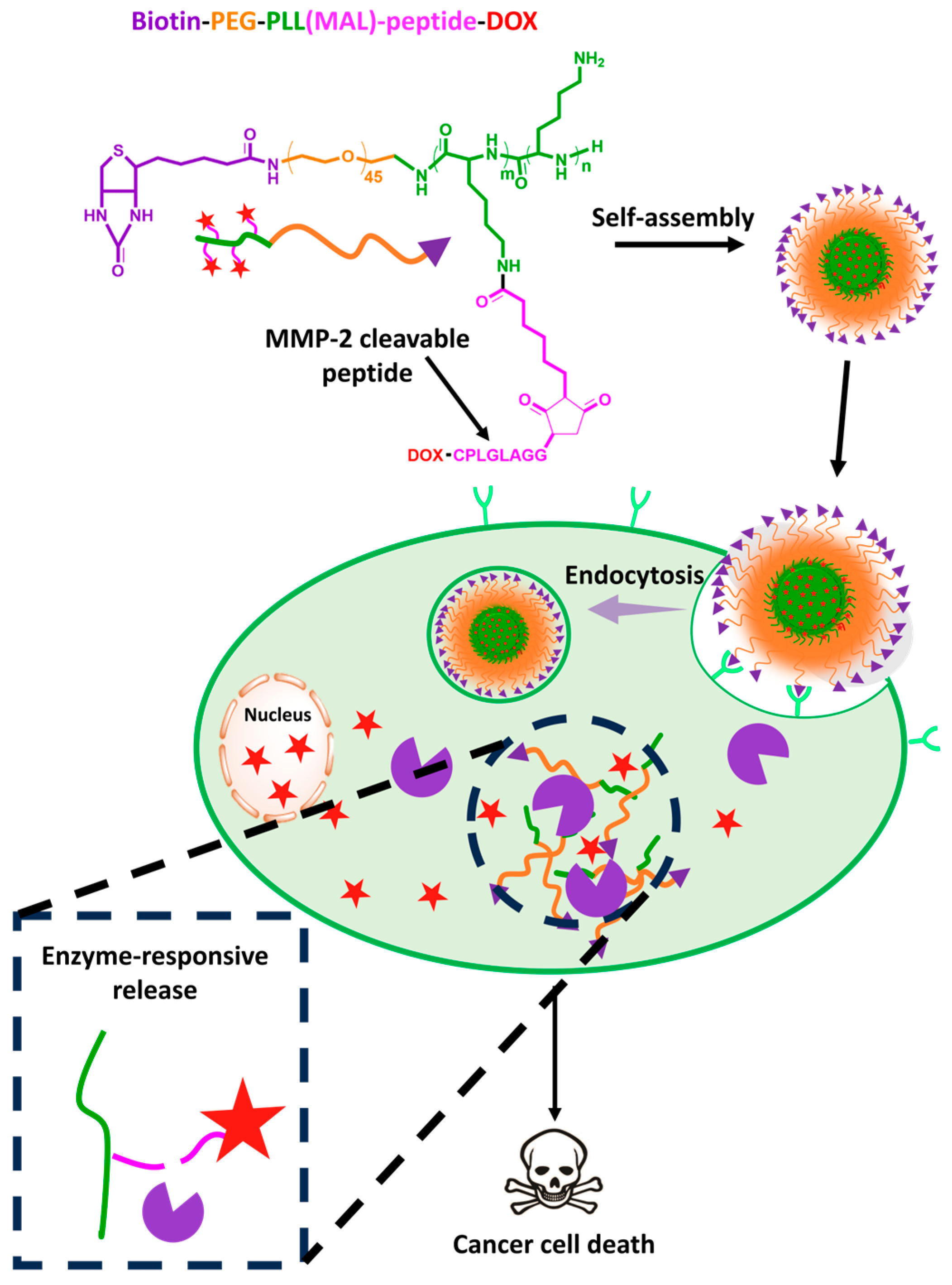 Biomedicines 12 00417 g006