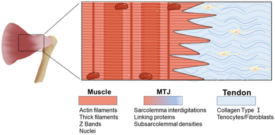 A Comprehensive Review of Muscle–Tendon ... Biology Diagrams