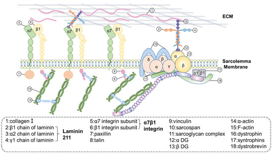 A Comprehensive Review of Muscle–Tendon ... Biology Diagrams