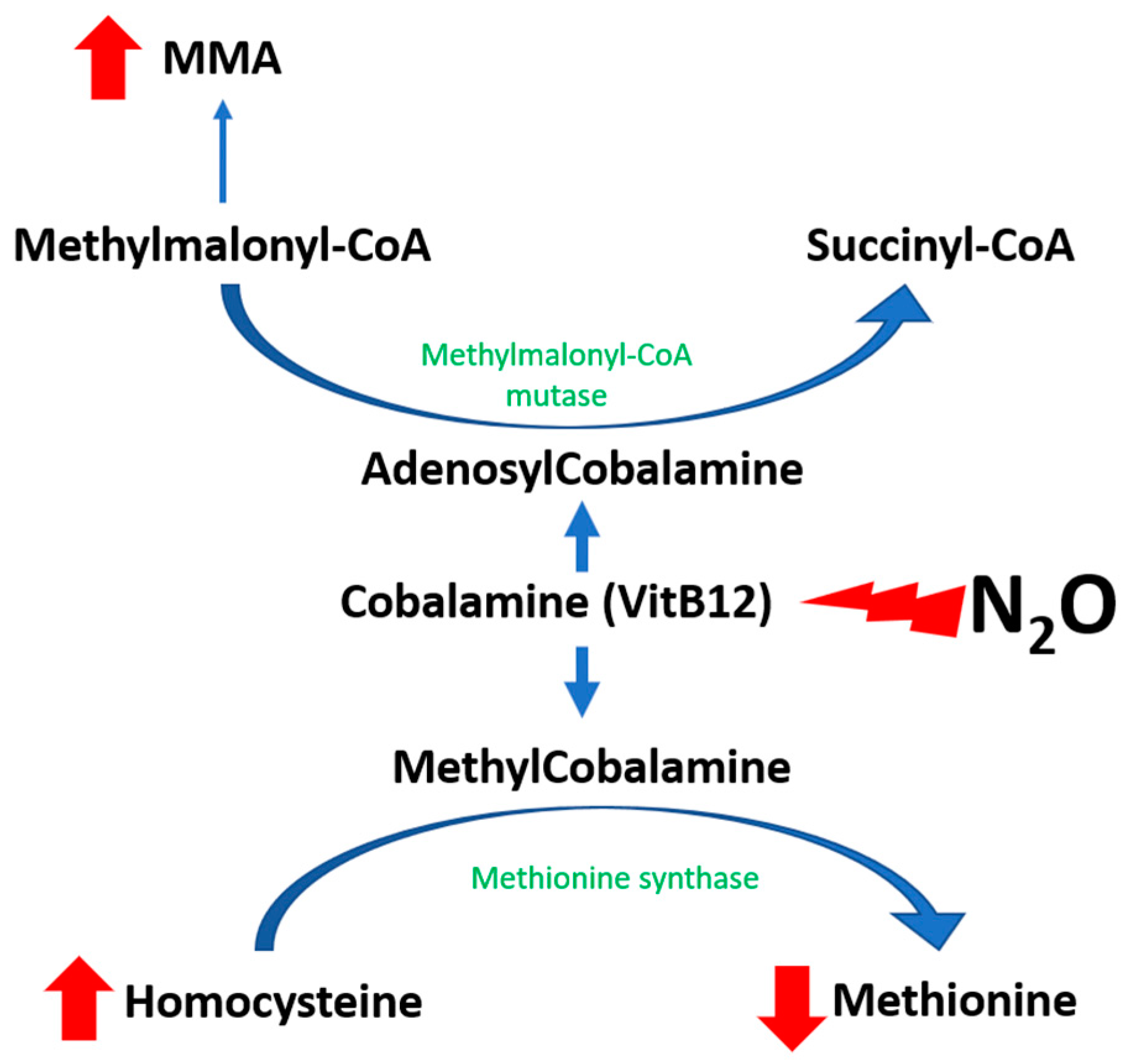 Biomedicines Free FullText Understanding Neuropathy Features in
