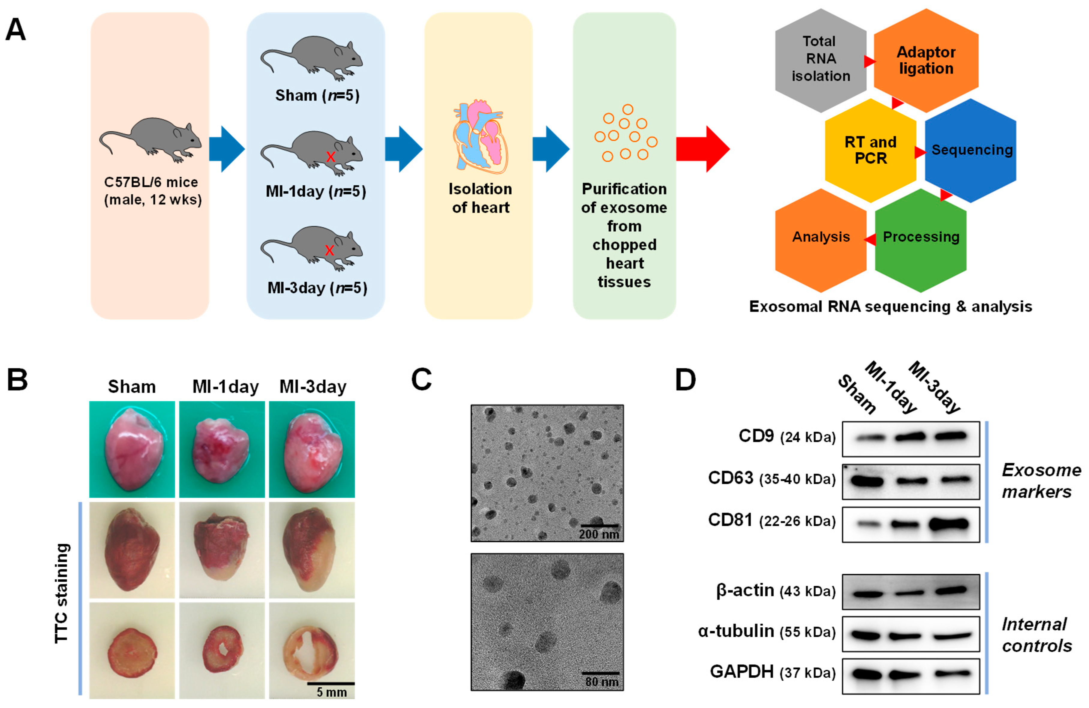 Biomedicines 12 00430 g001 Biomedicines 12 00430 g001