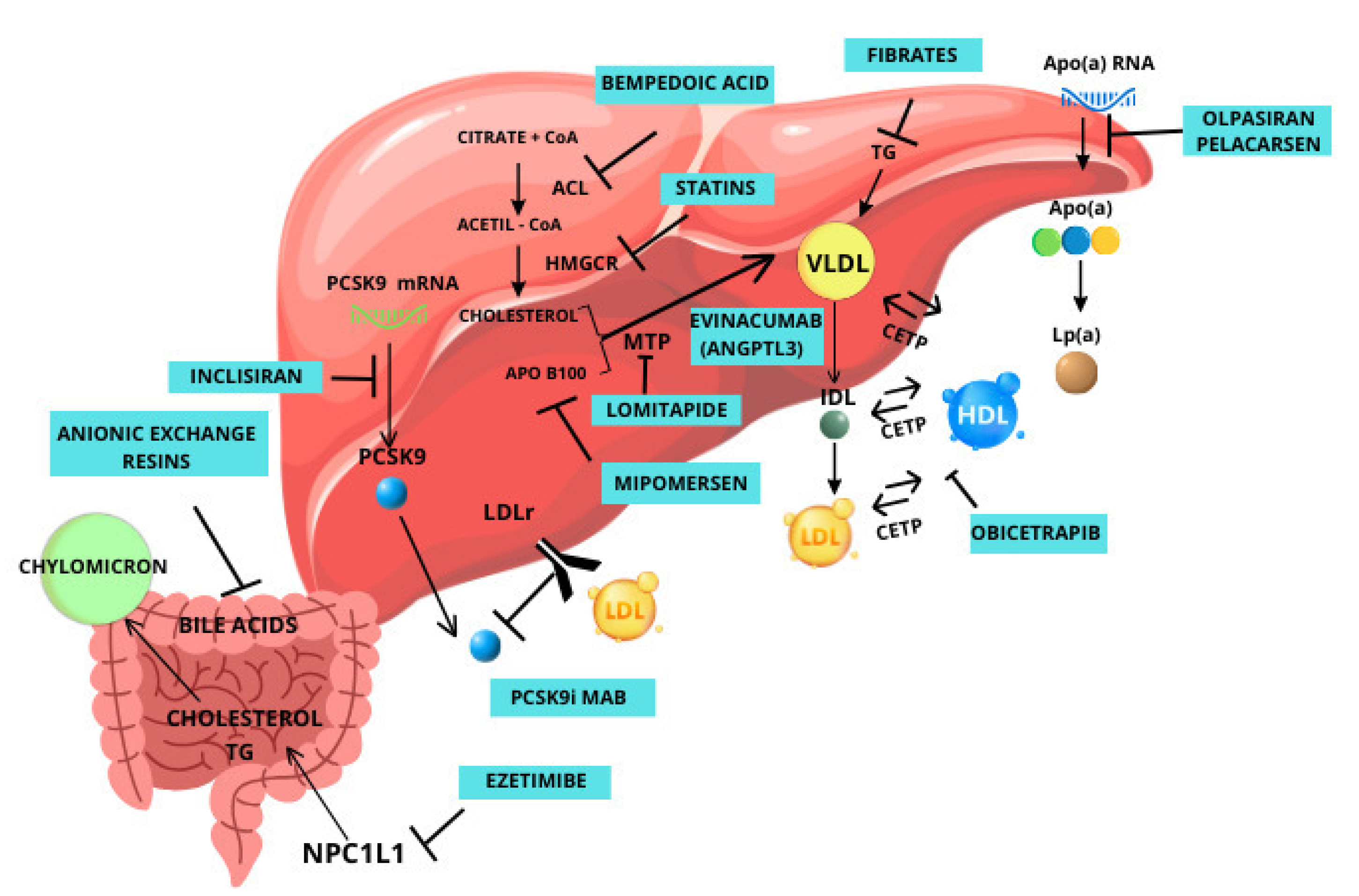 Biomedicines 12 00432 g002