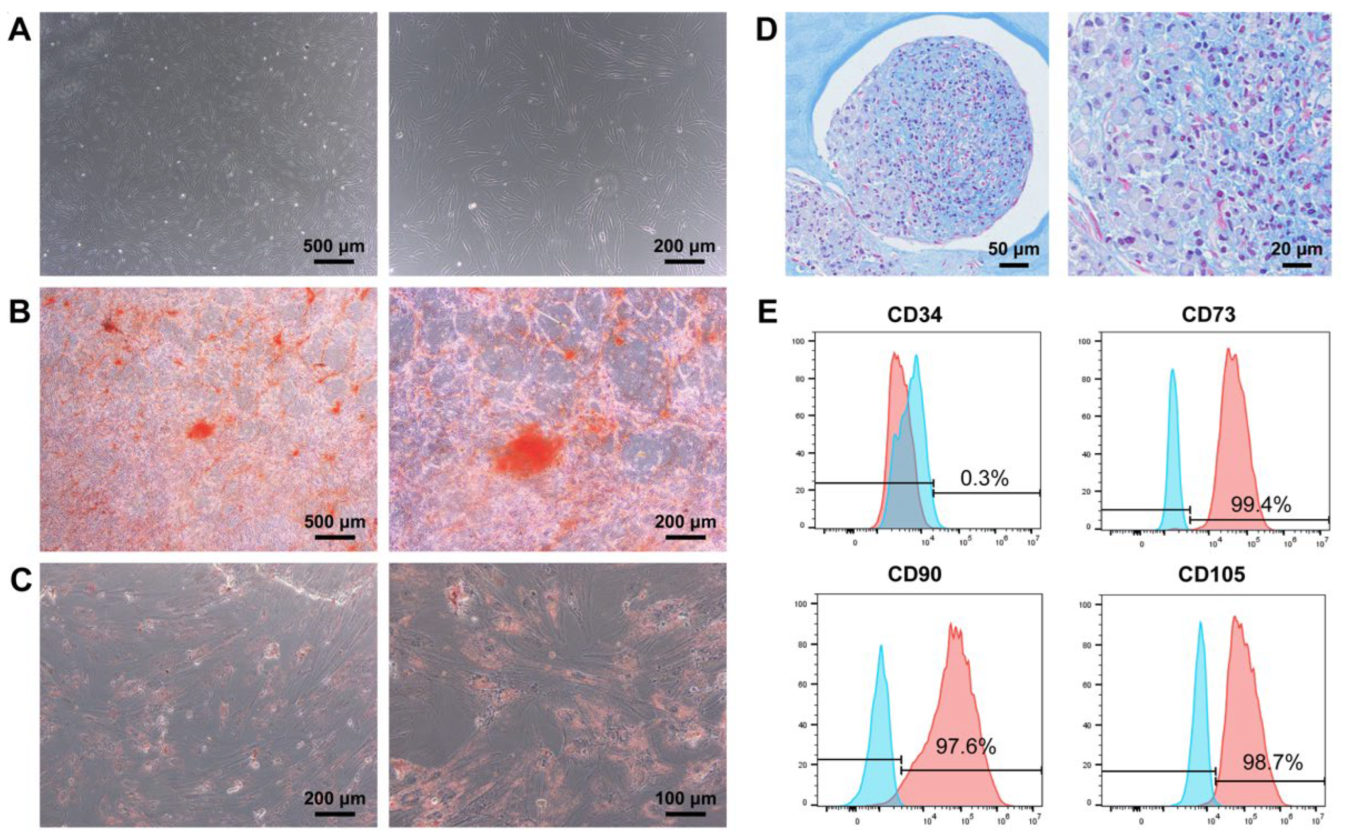 Biomedicines 12 00441 g001