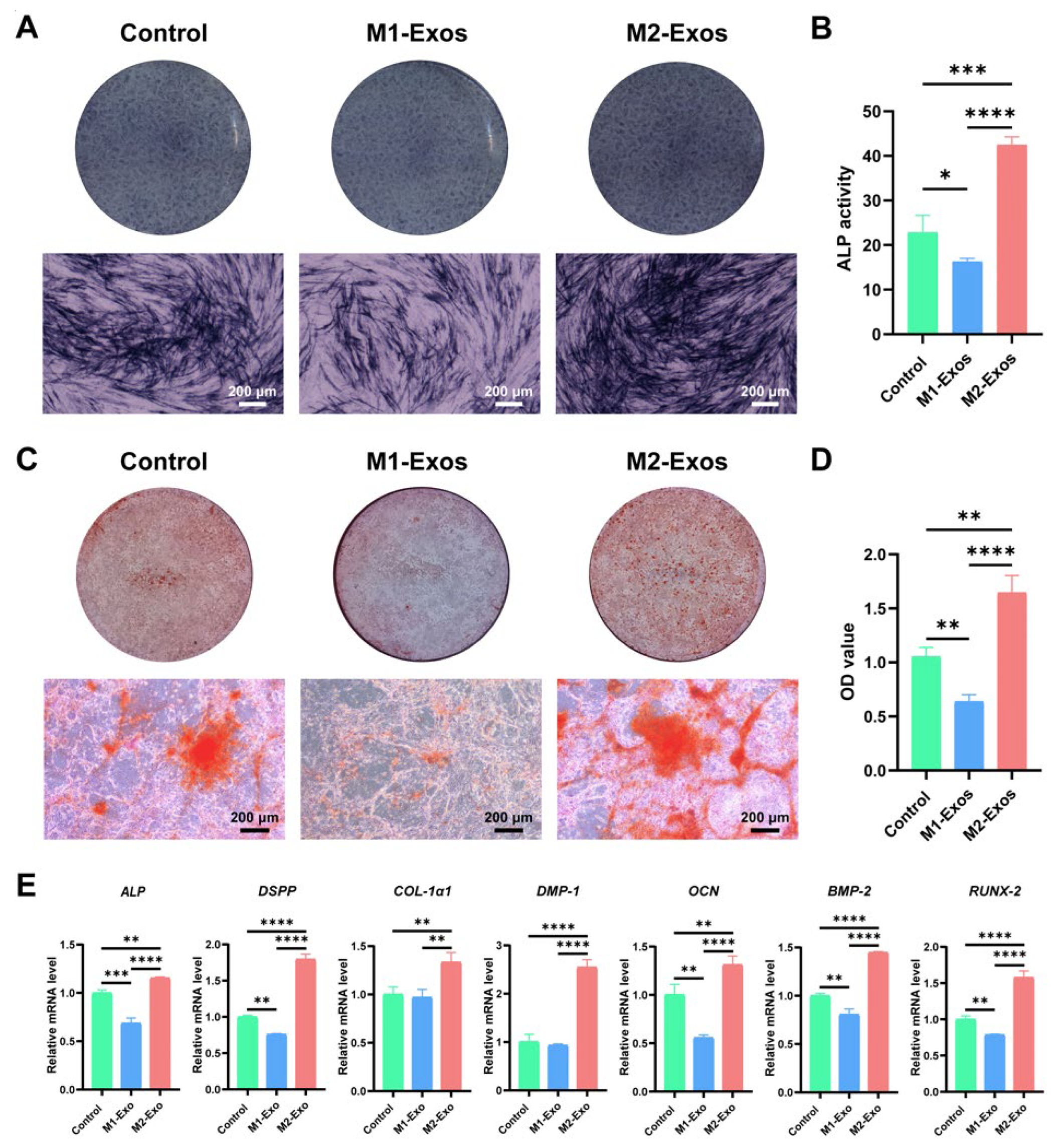 Biomedicines 12 00441 g005