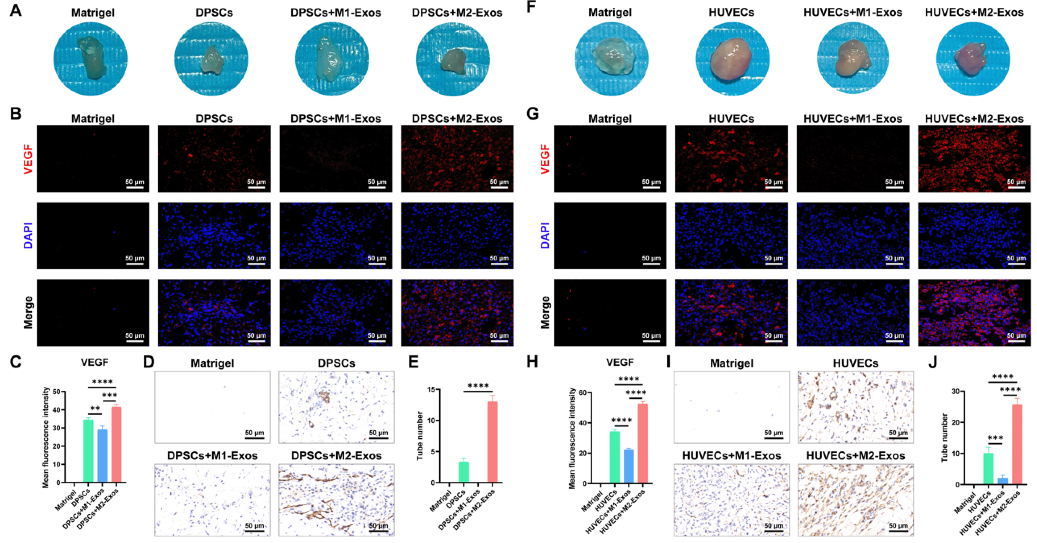 Biomedicines 12 00441 g008