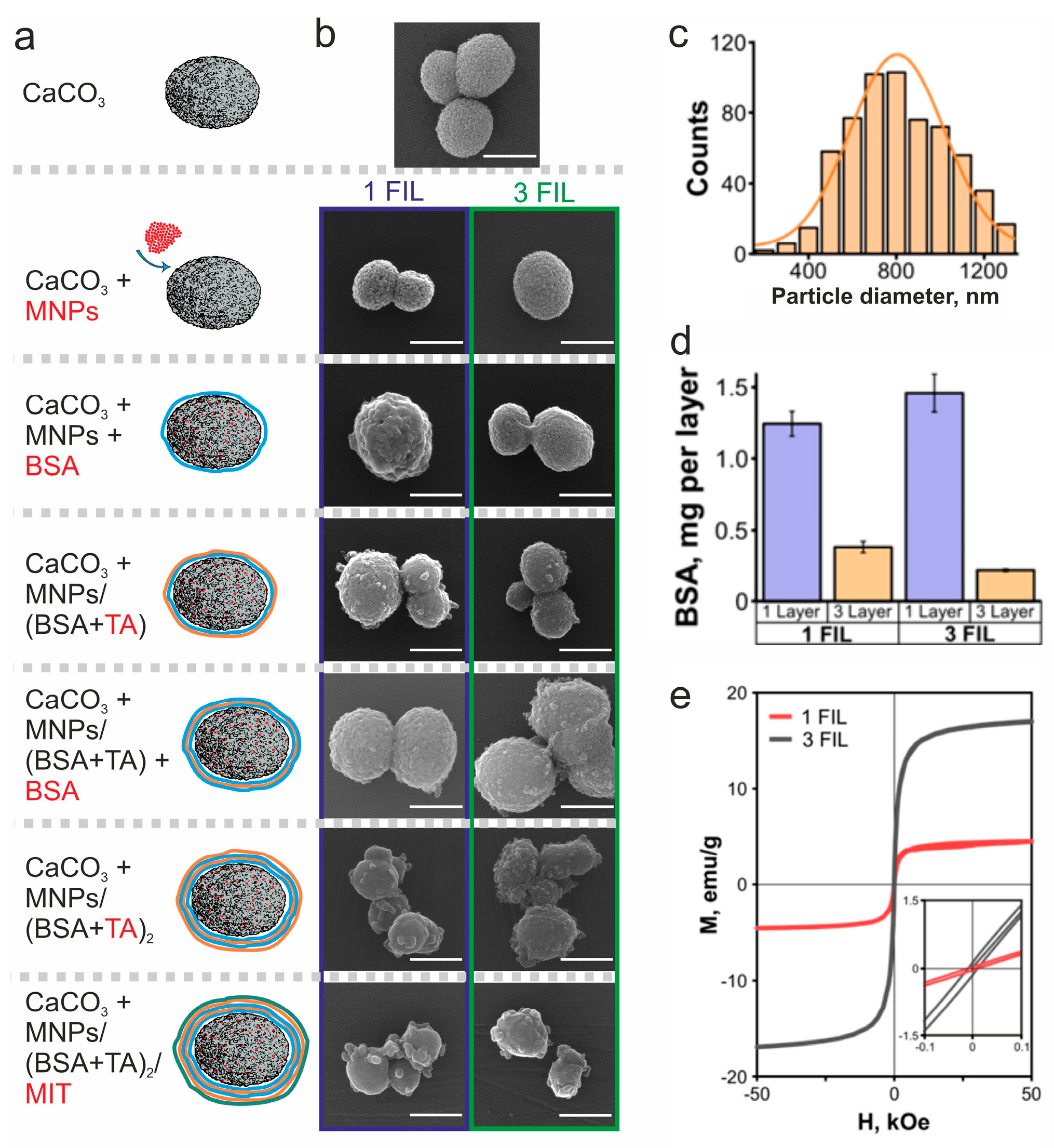Biomedicines 12 00443 g001