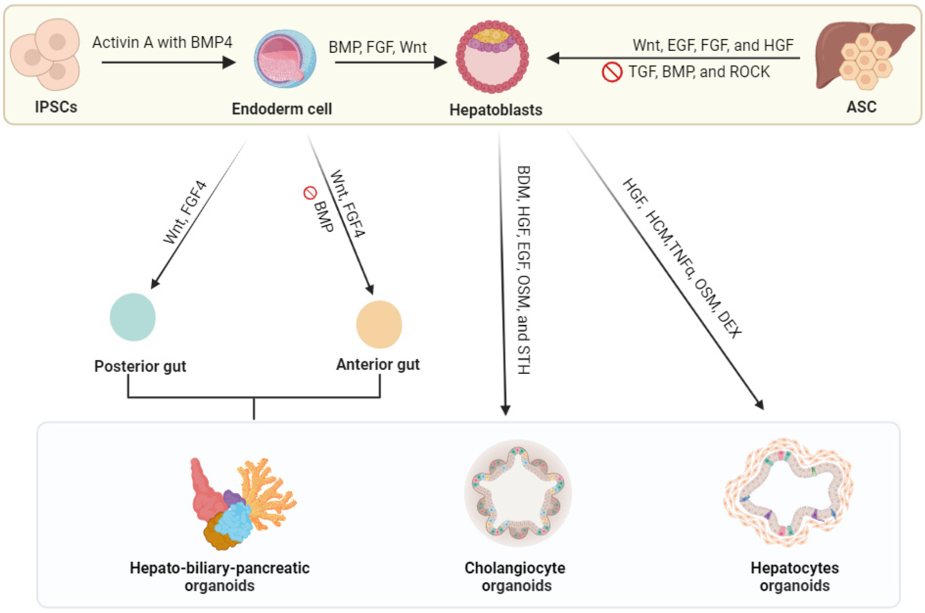 Biomedicines 12 00446 g001
