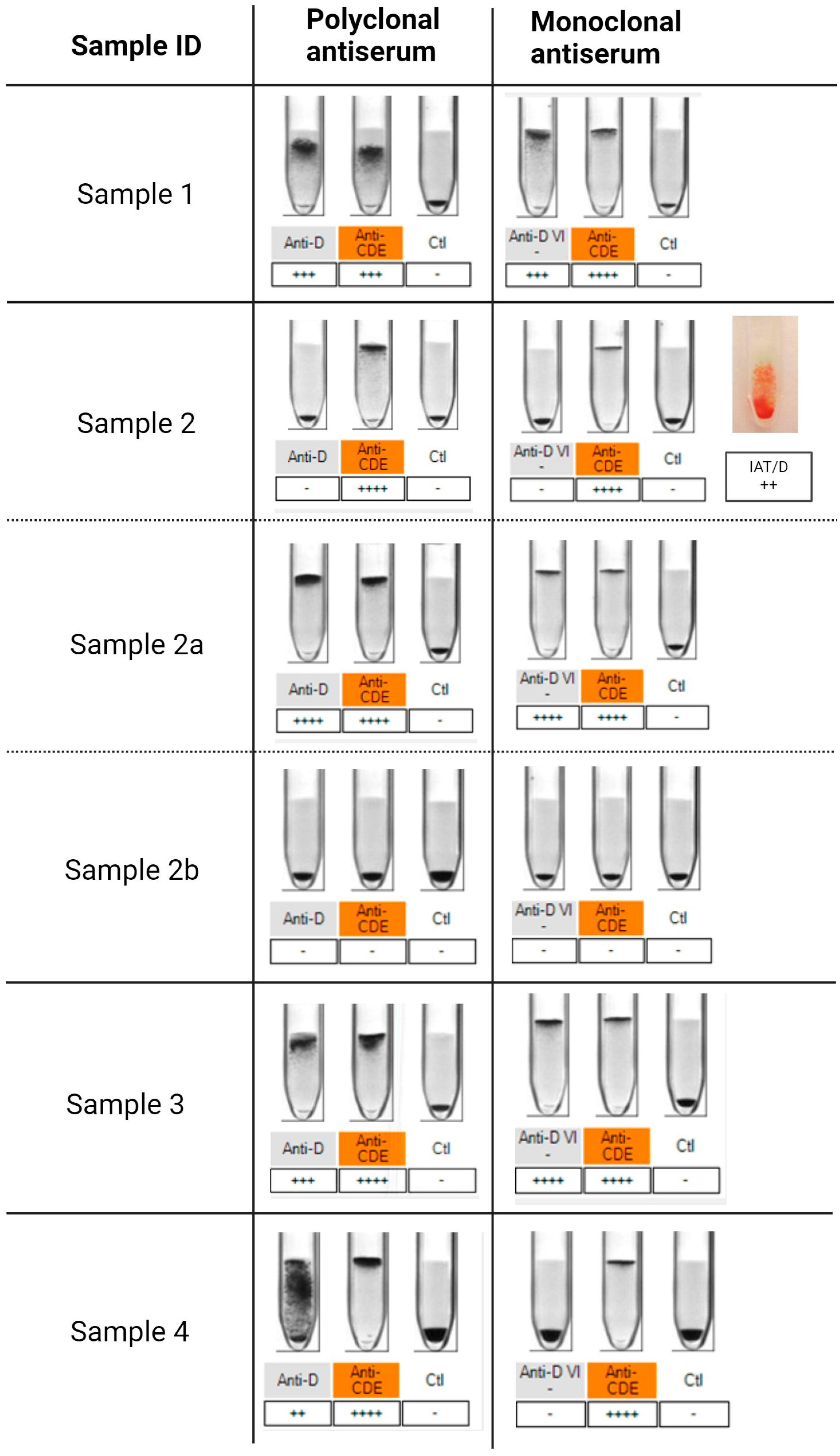 Biomedicines 12 00456 g001