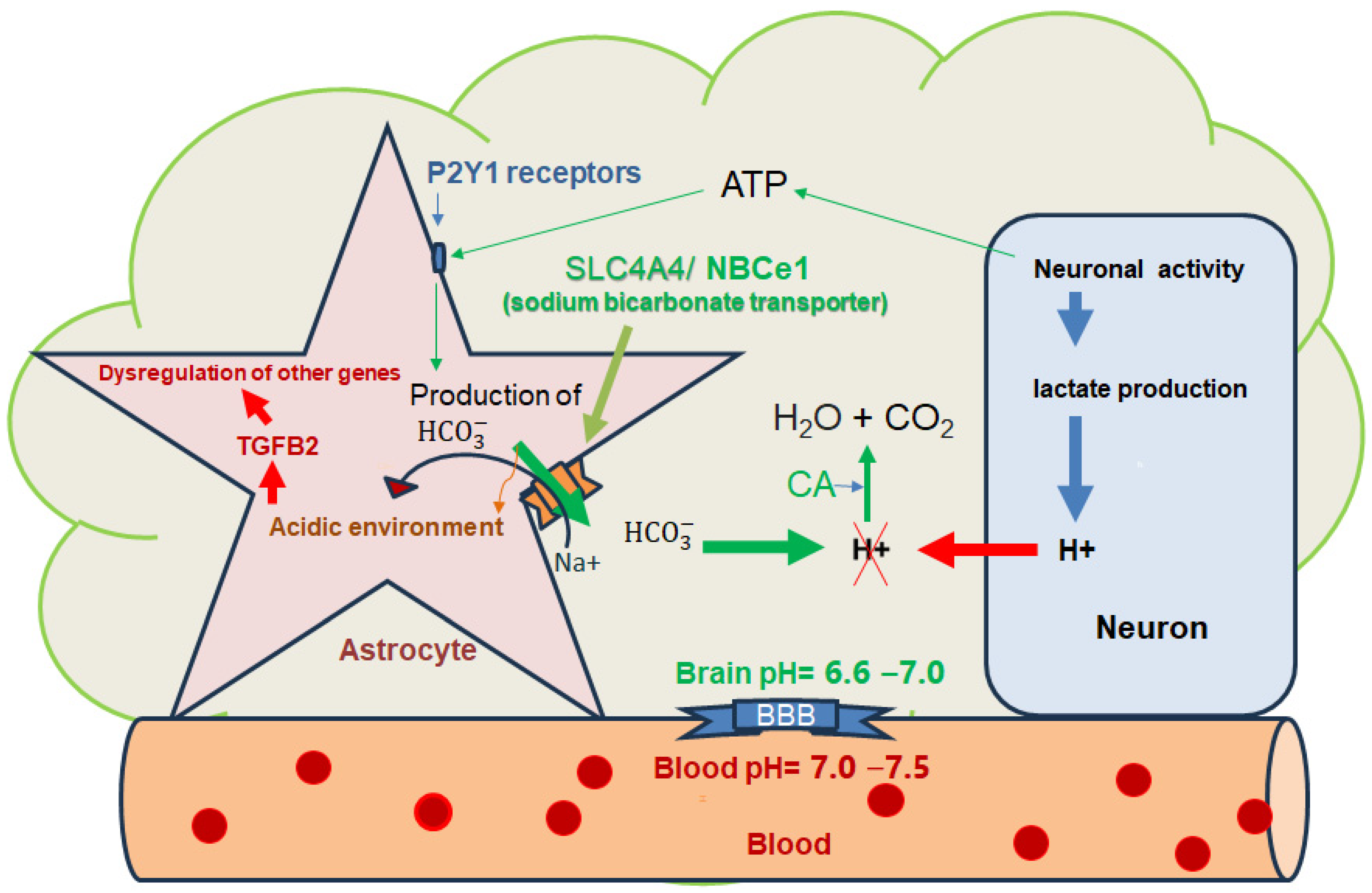 Biomedicines 12 00457 g001 Biomedicines 12 00457 g001