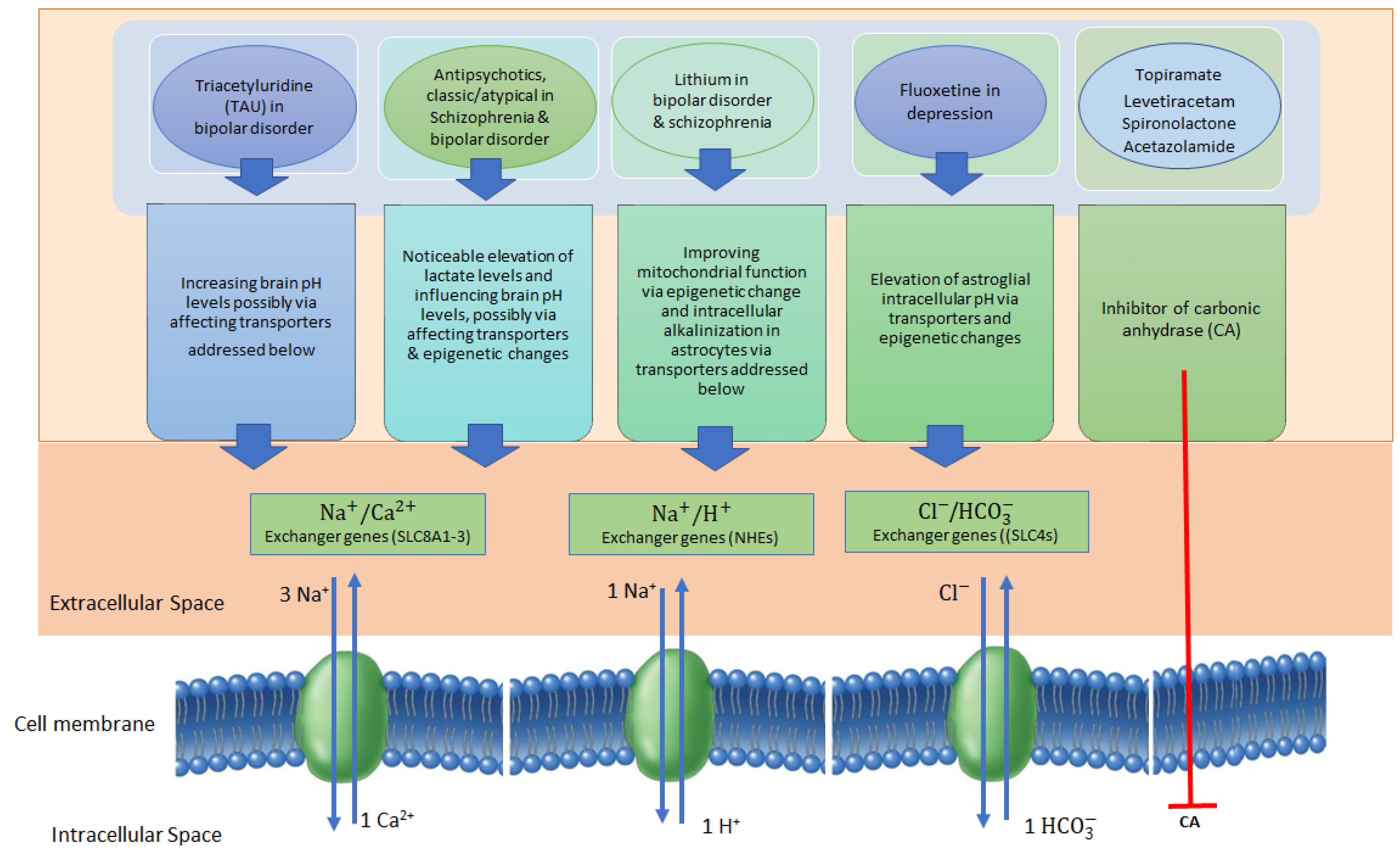 Biomedicines 12 00457 g002 Biomedicines 12 00457 g002