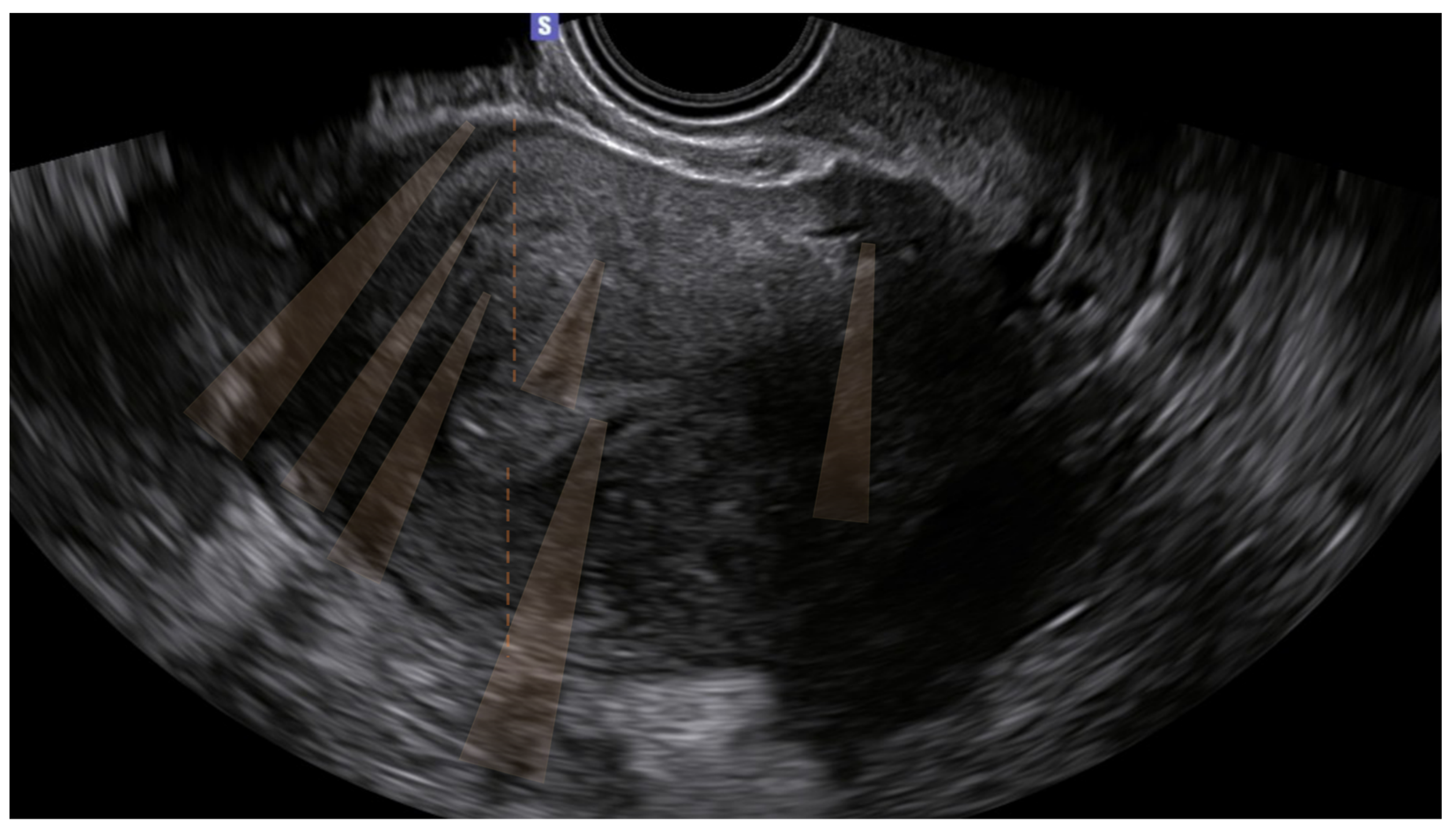 Biomedicines 12 00463 g001