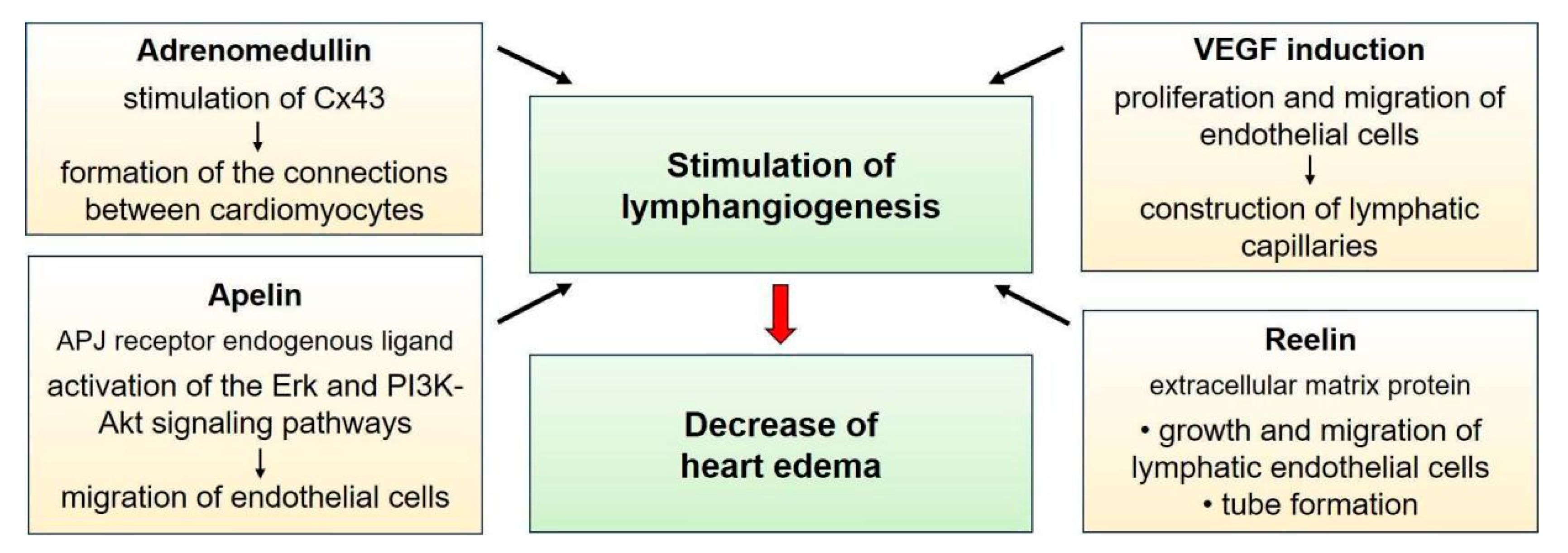 Biomedicines 12 00465 g003 Biomedicines 12 00465 g003