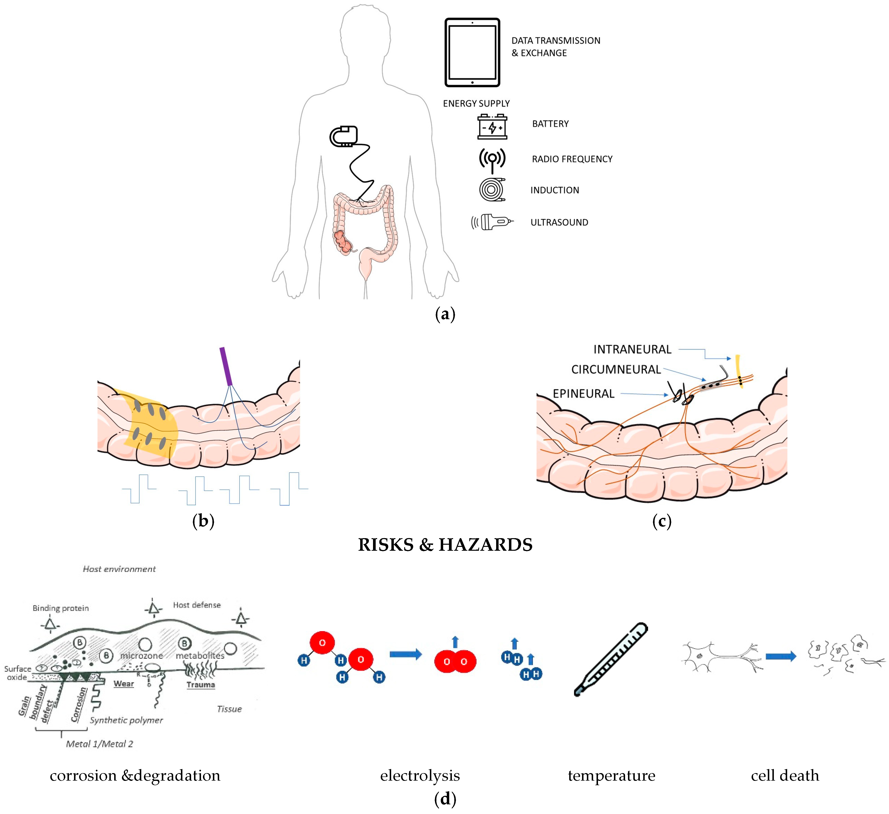 Biomedicines 12 00481 g003