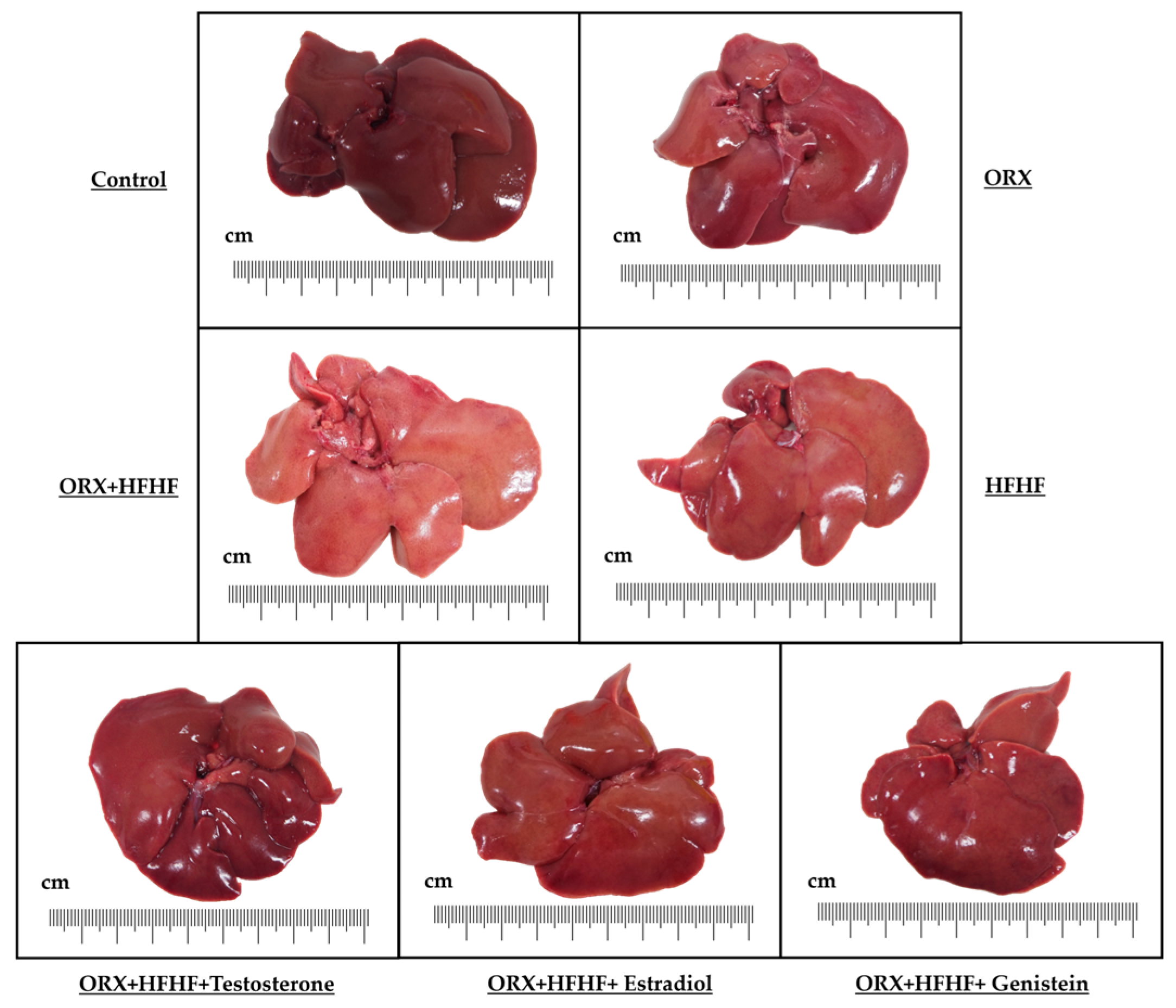 Biomedicines 12 00483 g003