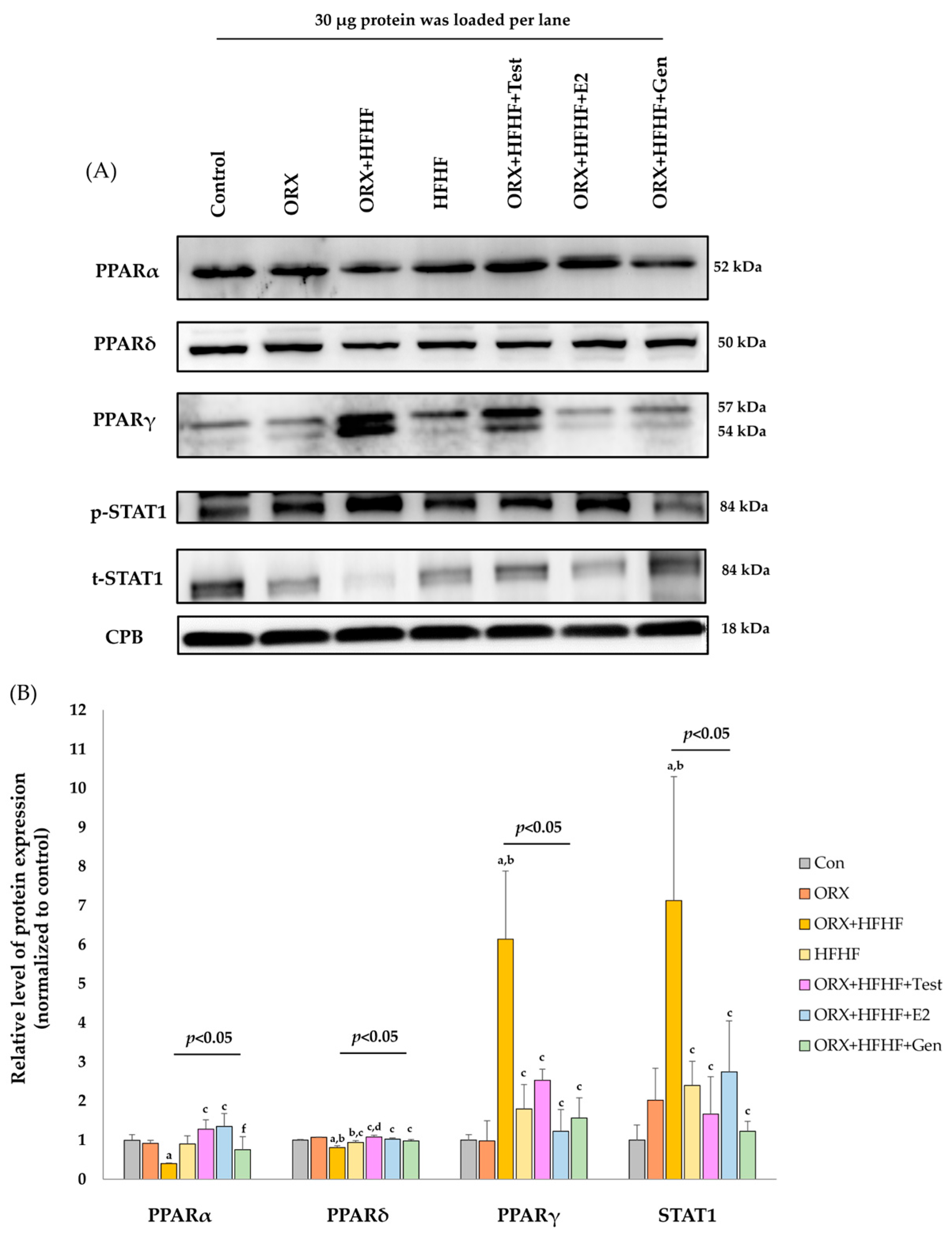 Biomedicines 12 00483 g006