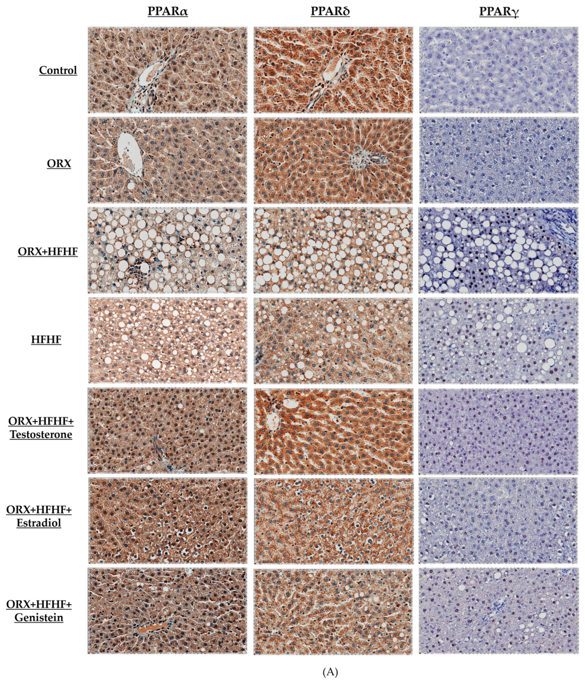 Biomedicines 12 00483 g007a
