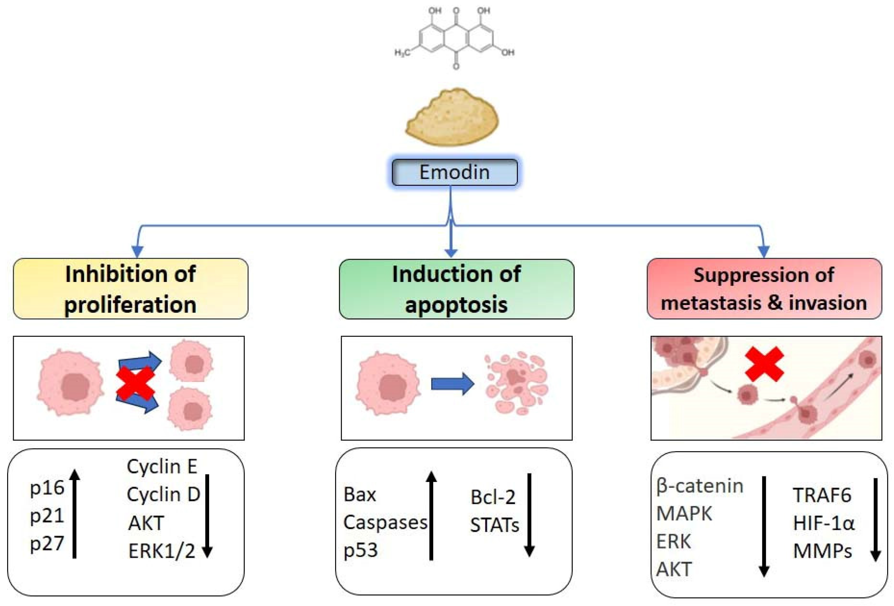 Biomedicines 12 00486 g002