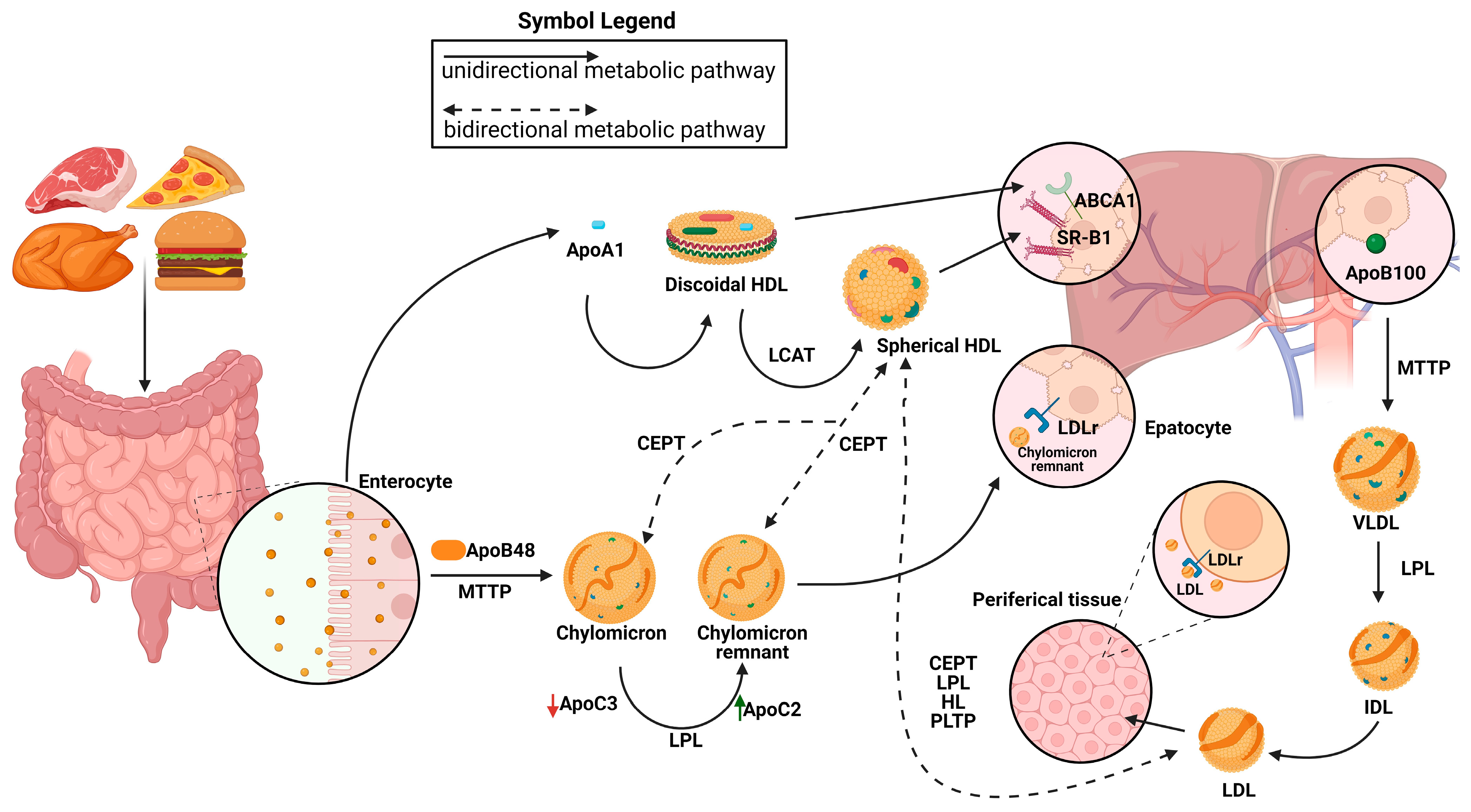 Biomedicines 12 00514 g001