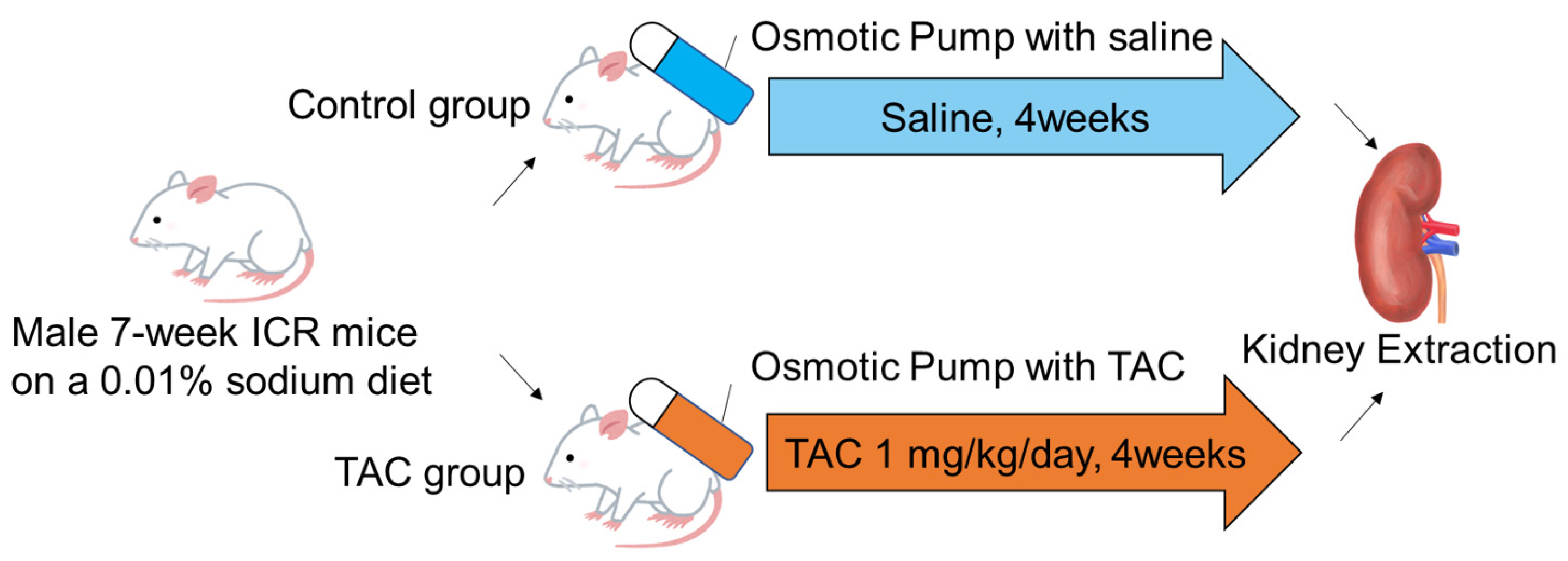 Biomedicines 12 00521 g001