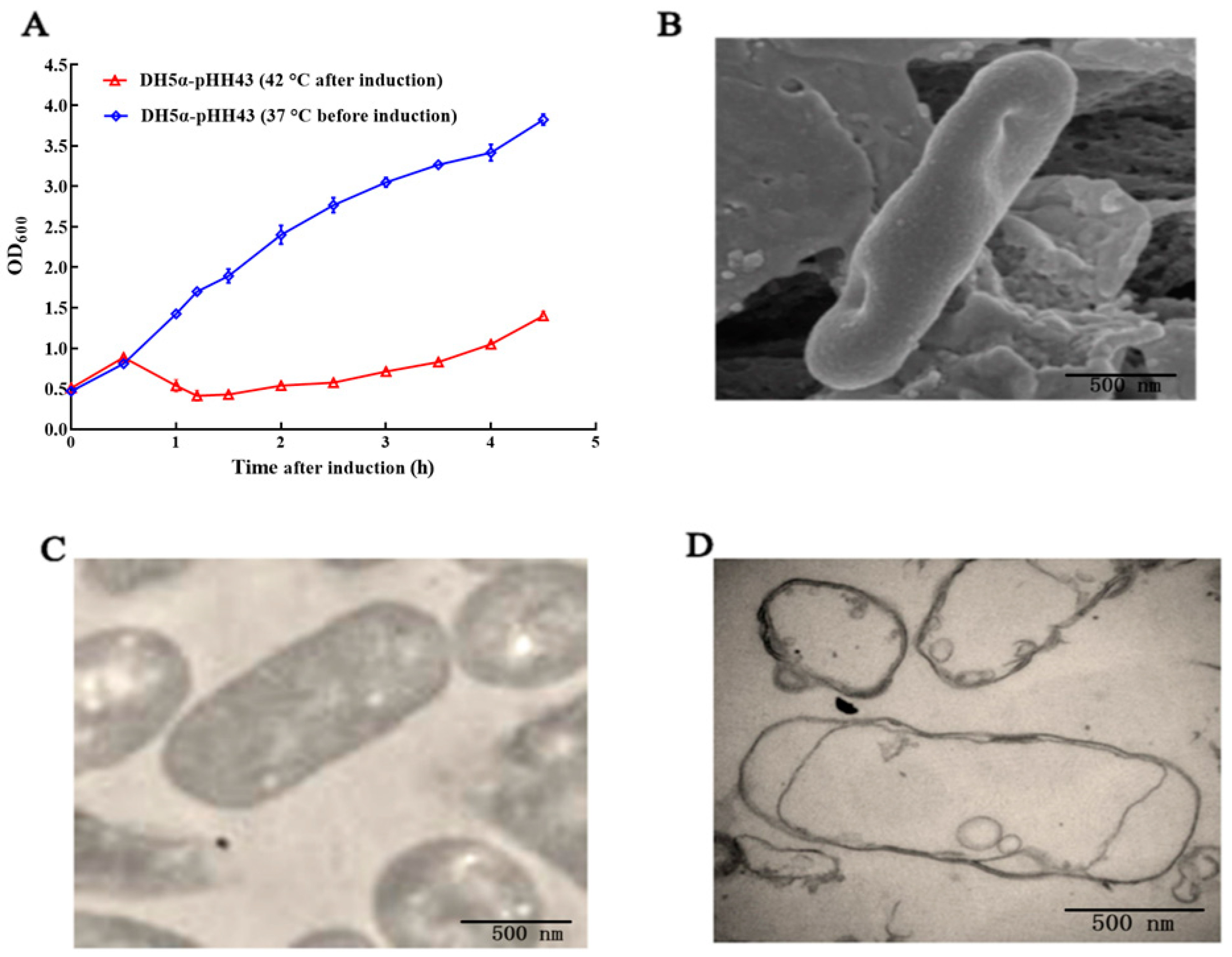 Biomedicines 12 00525 g002 Biomedicines 12 00525 g002