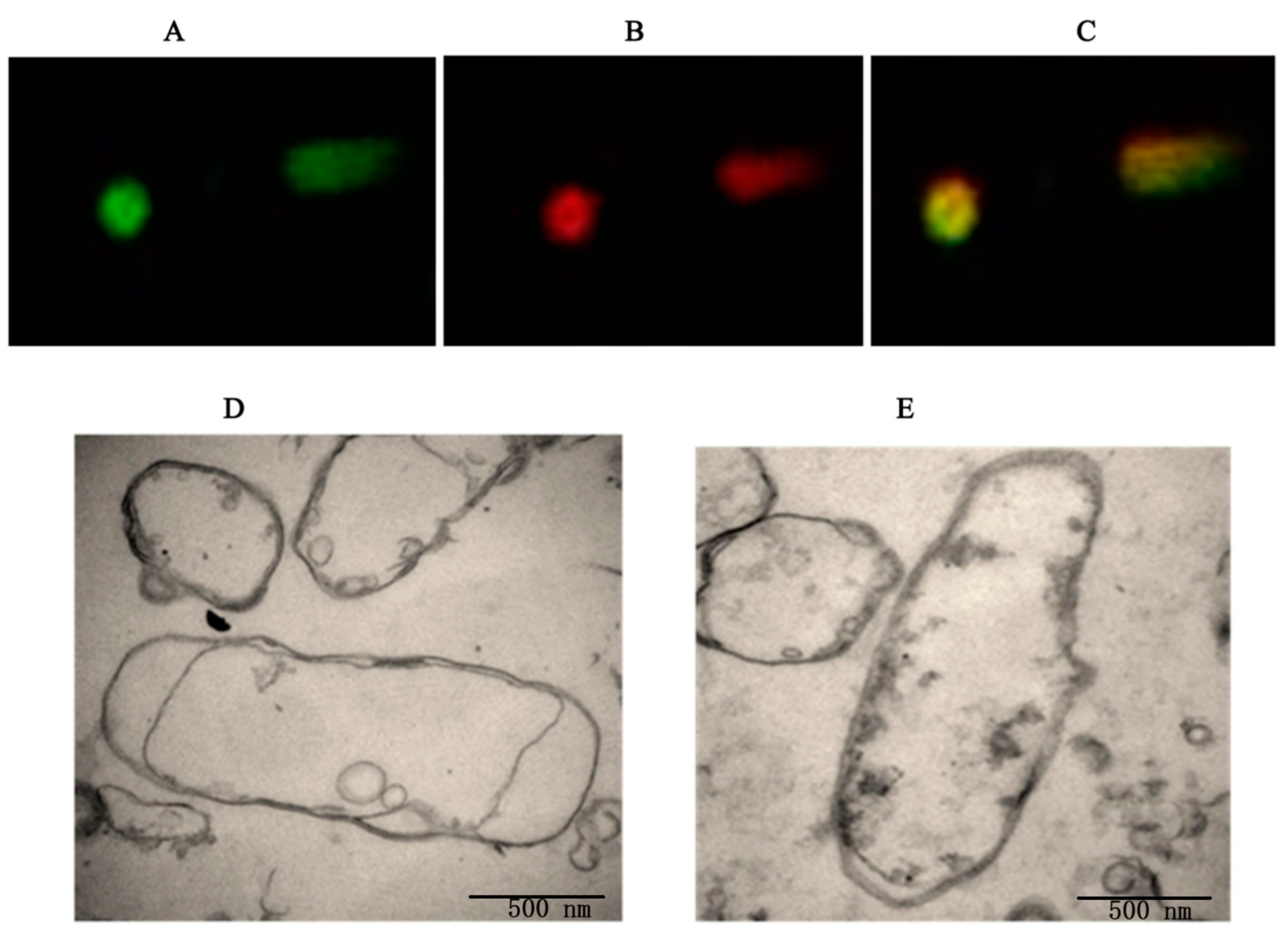 Biomedicines 12 00525 g003 Biomedicines 12 00525 g003