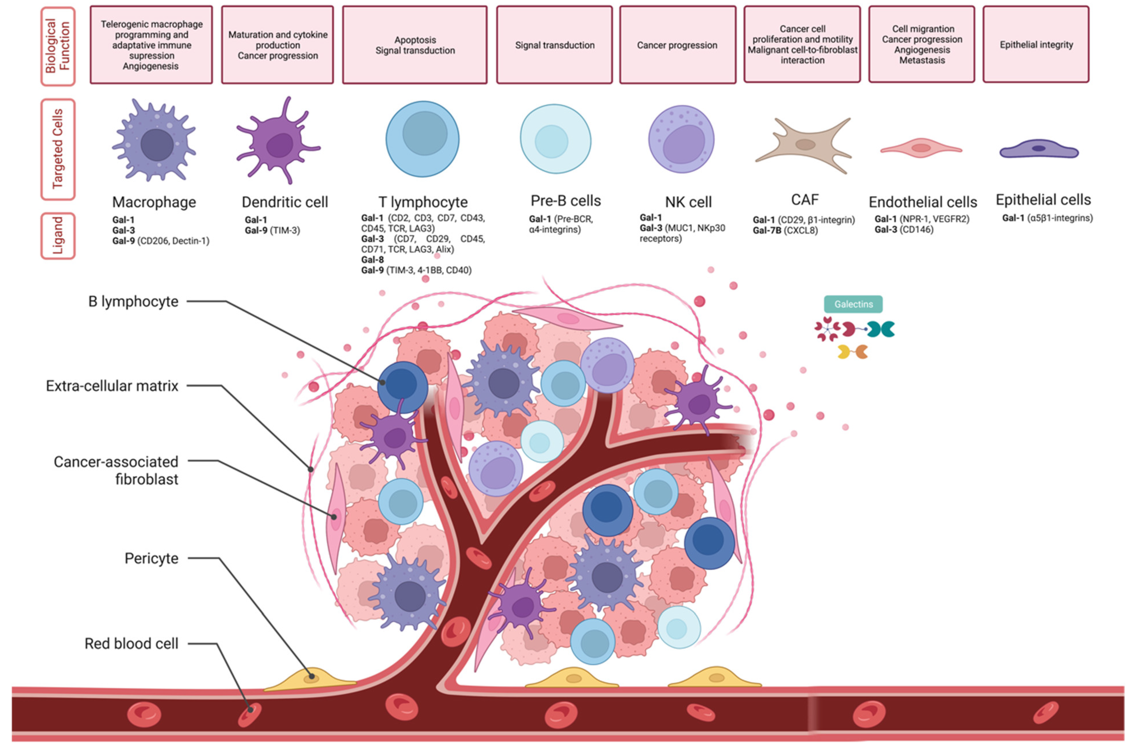 Biomedicines 12 00529 g003