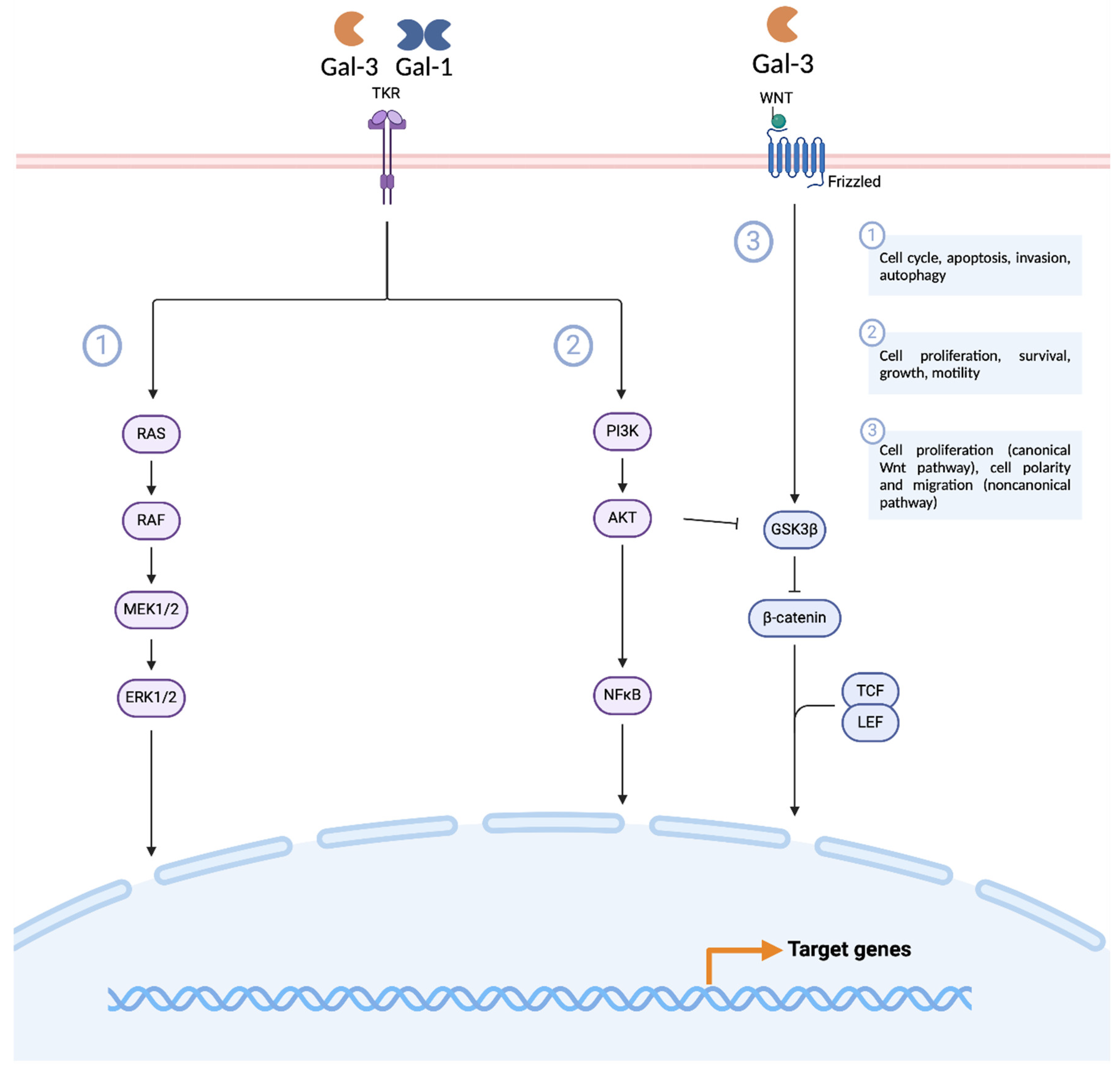 Biomedicines 12 00529 g005